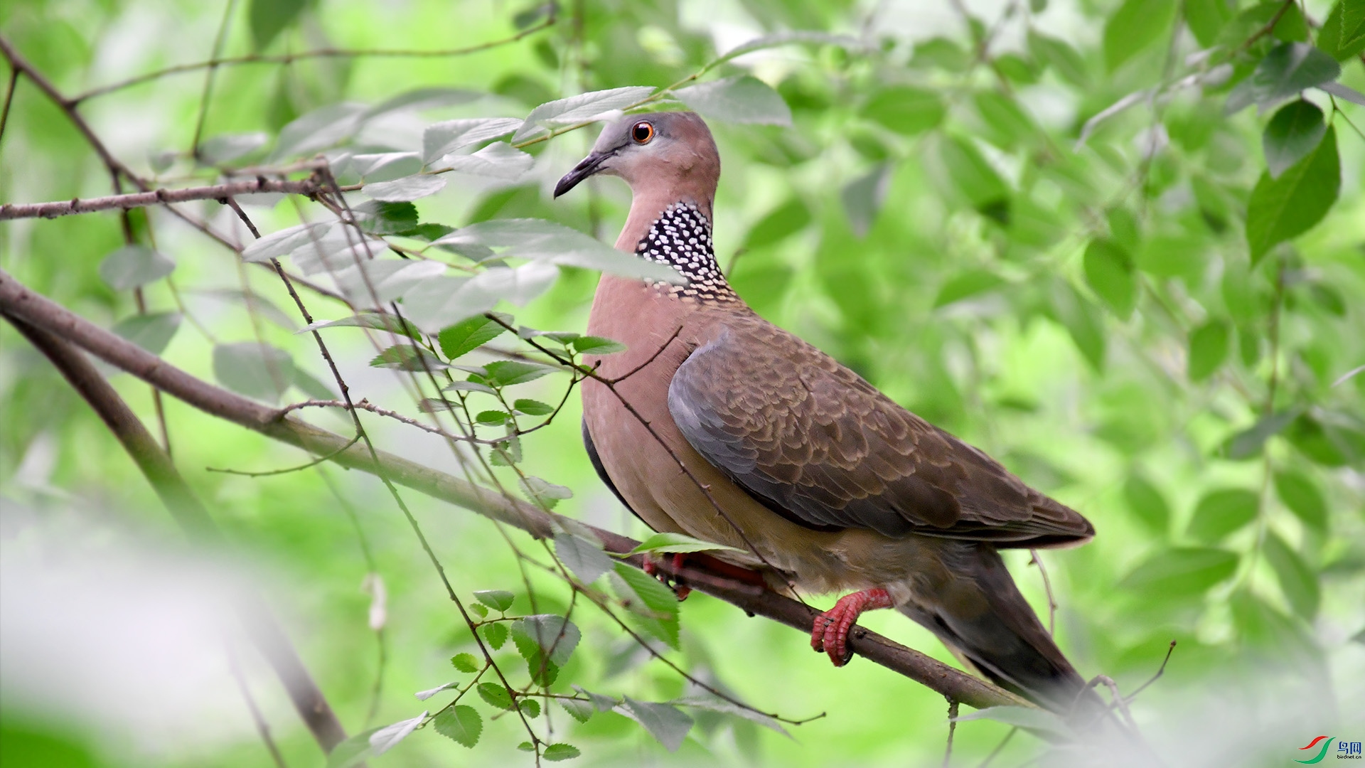 树林中的珠颈斑鸠