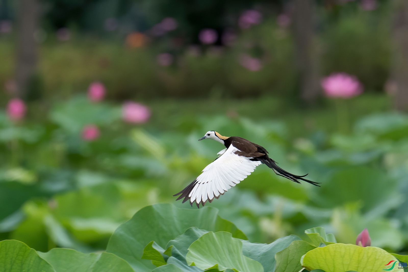 _DSC5488-1-denoise-denoise.jpg