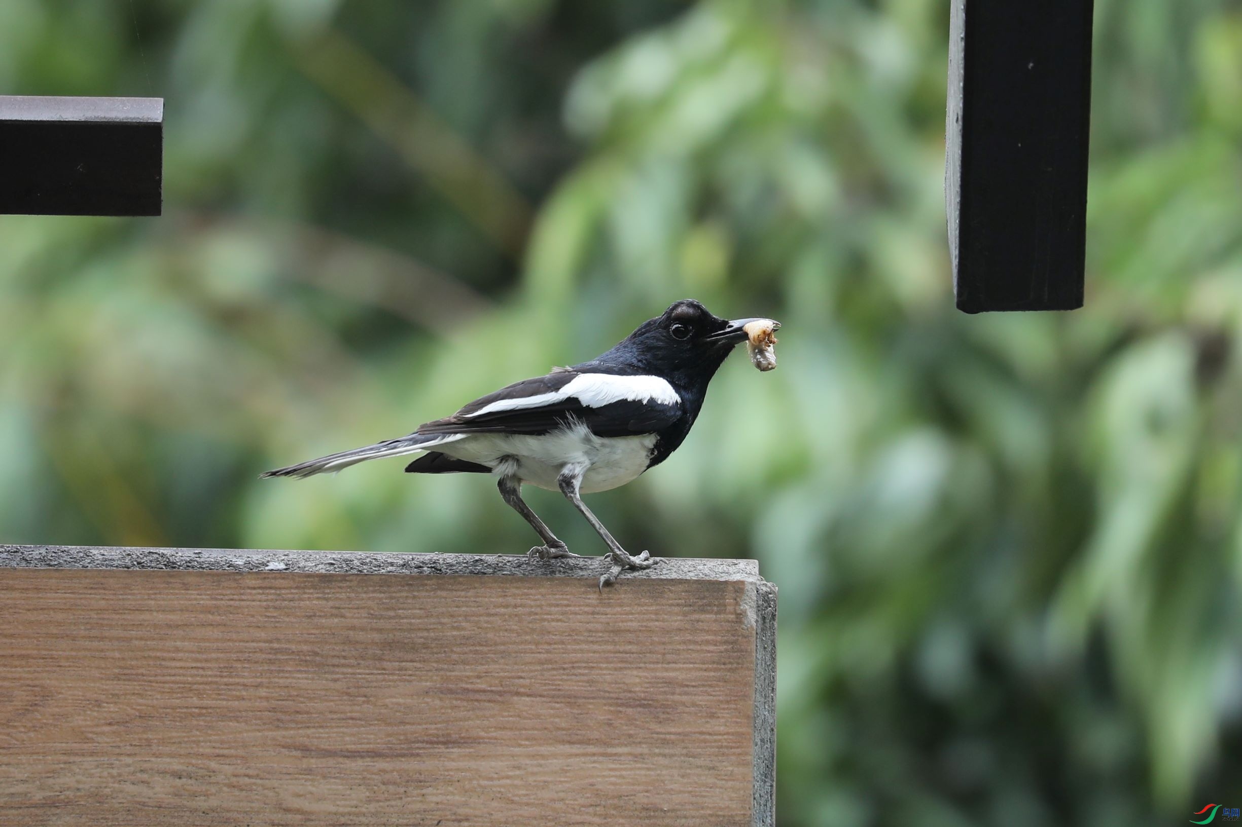奇怪这只鹊鸲的眼睛怎么好像肿起来了
