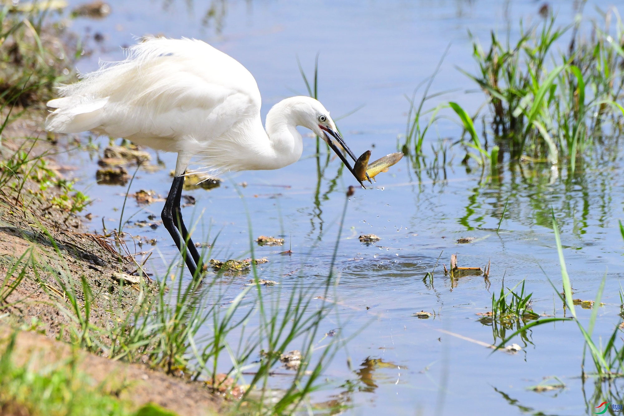 白鹭捉泥鳅