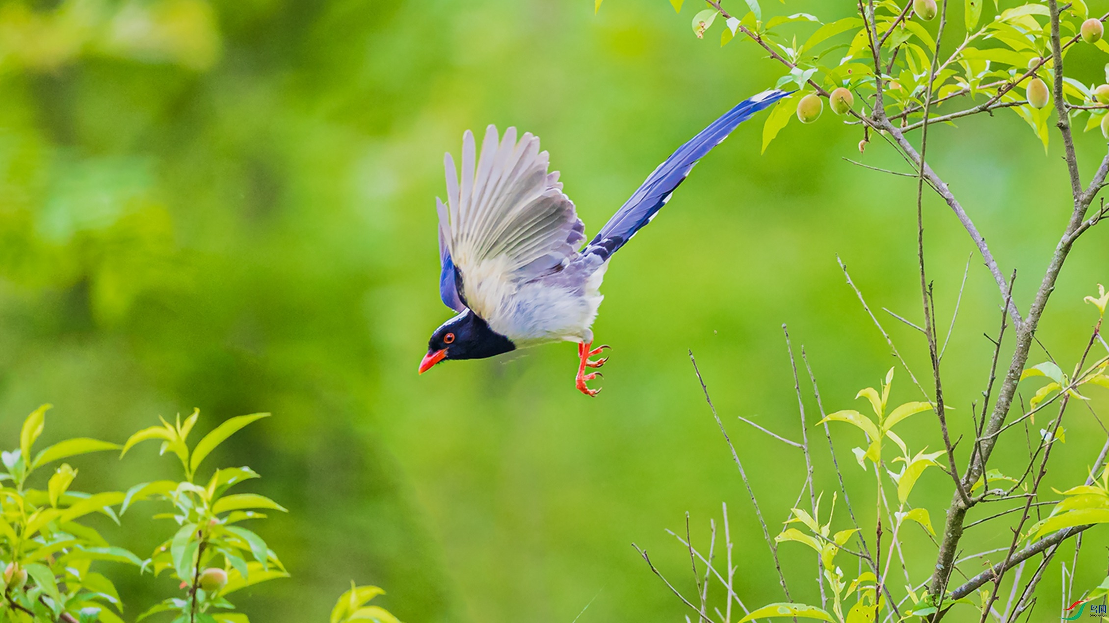 红嘴蓝鹊