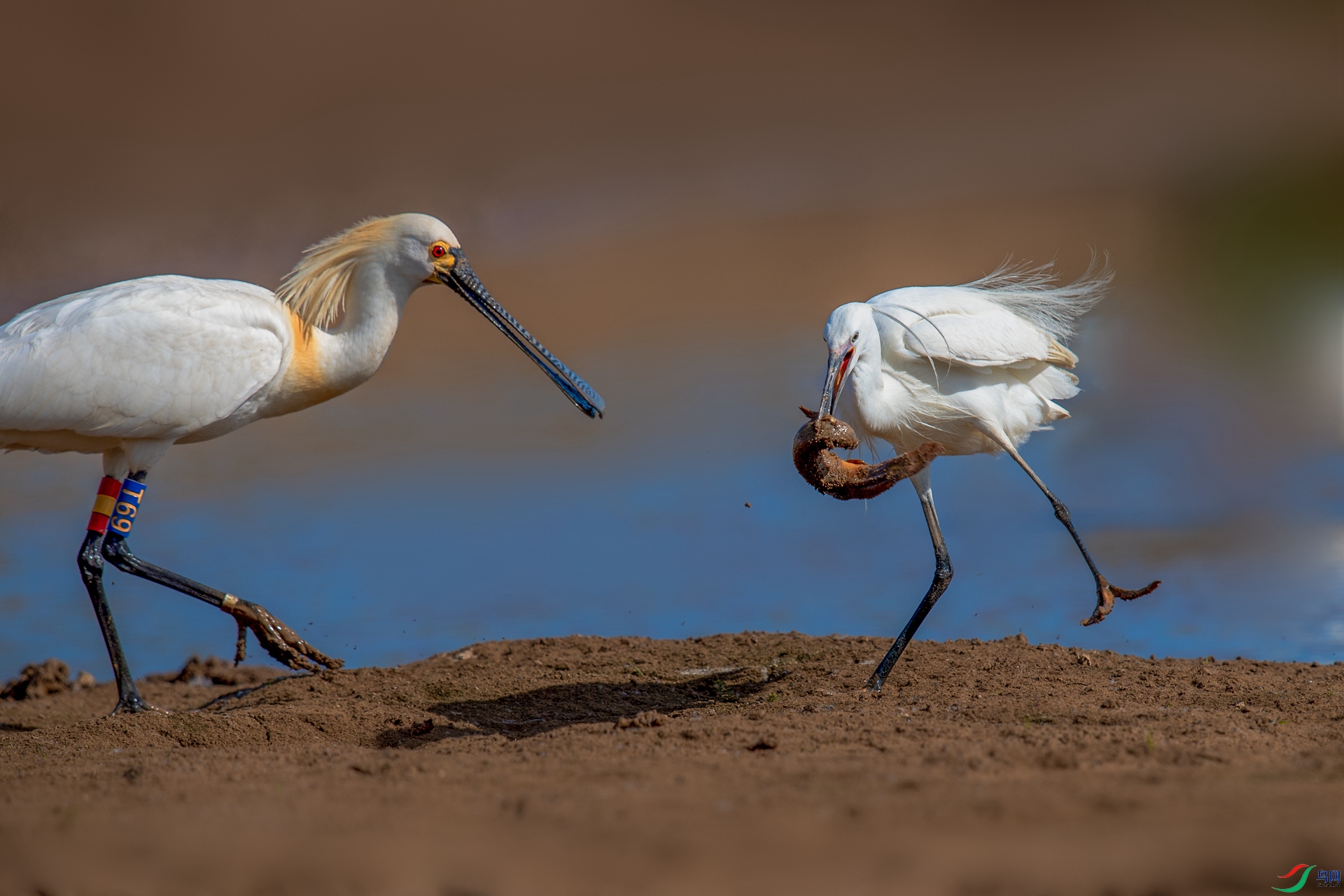 白鹭抢食祝贺老师佳作荣获首页精华