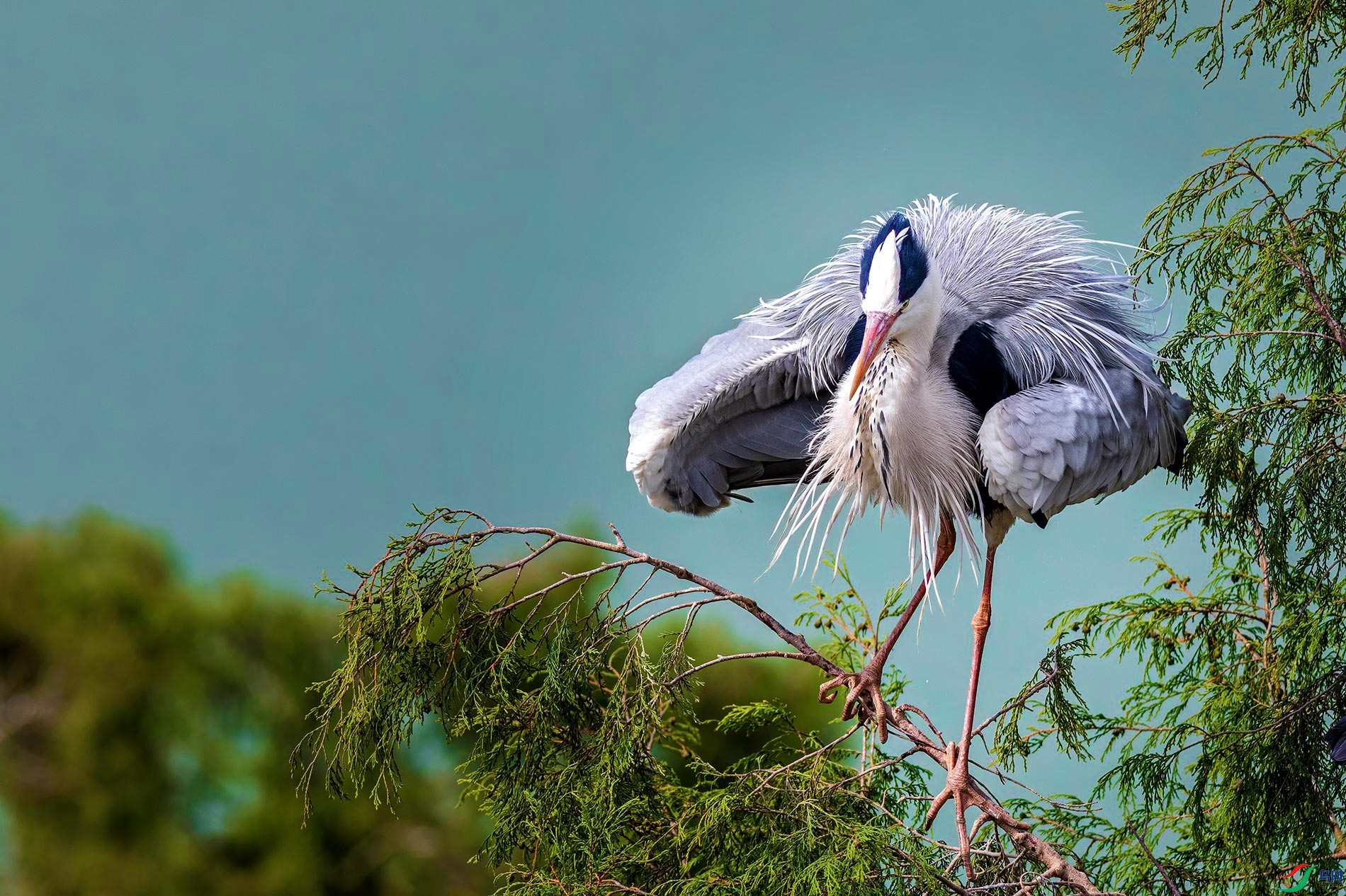 秀秀繁殖羽苍鹭