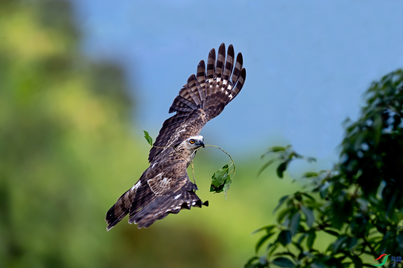 ���������֦