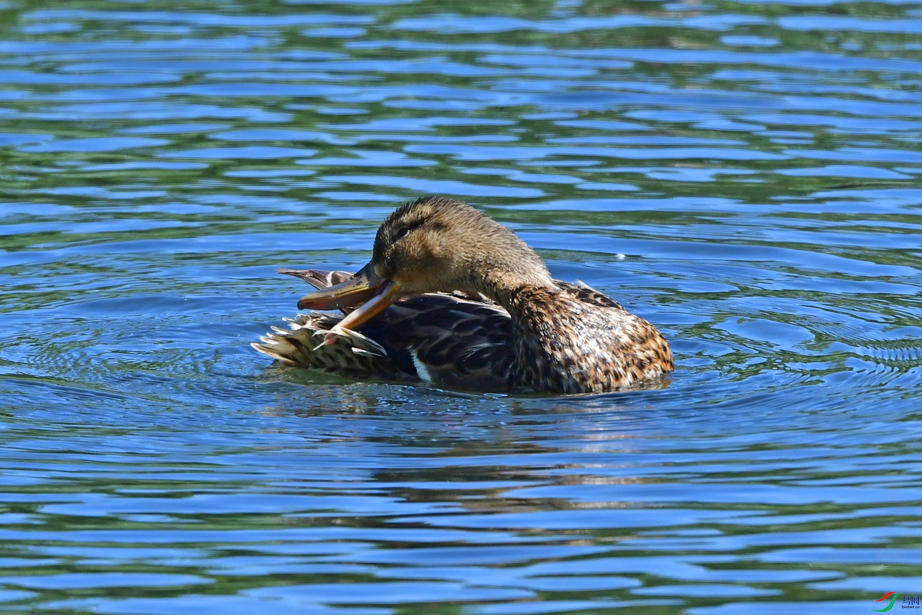 DSC_7544.jpg