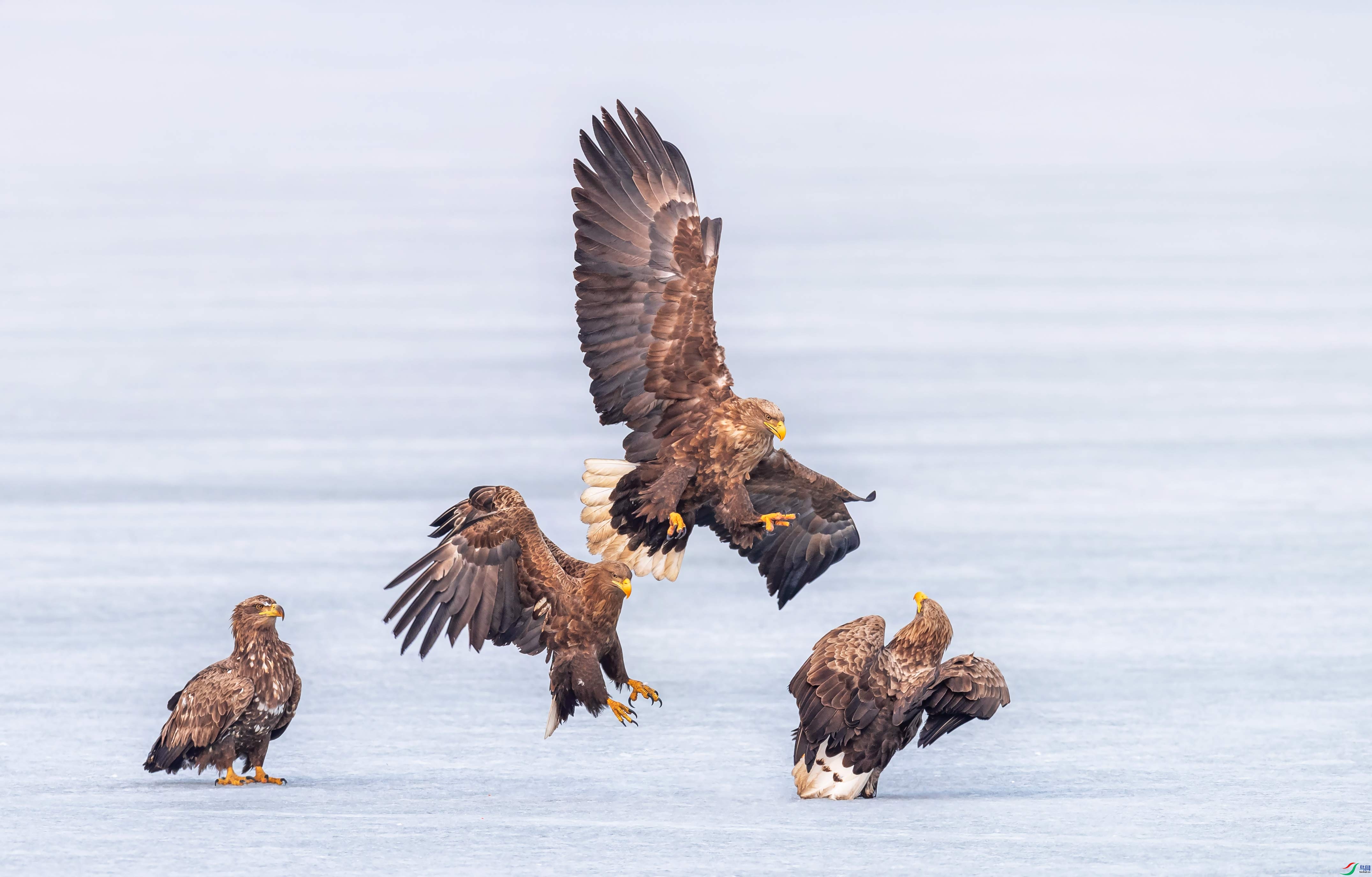 ��β����