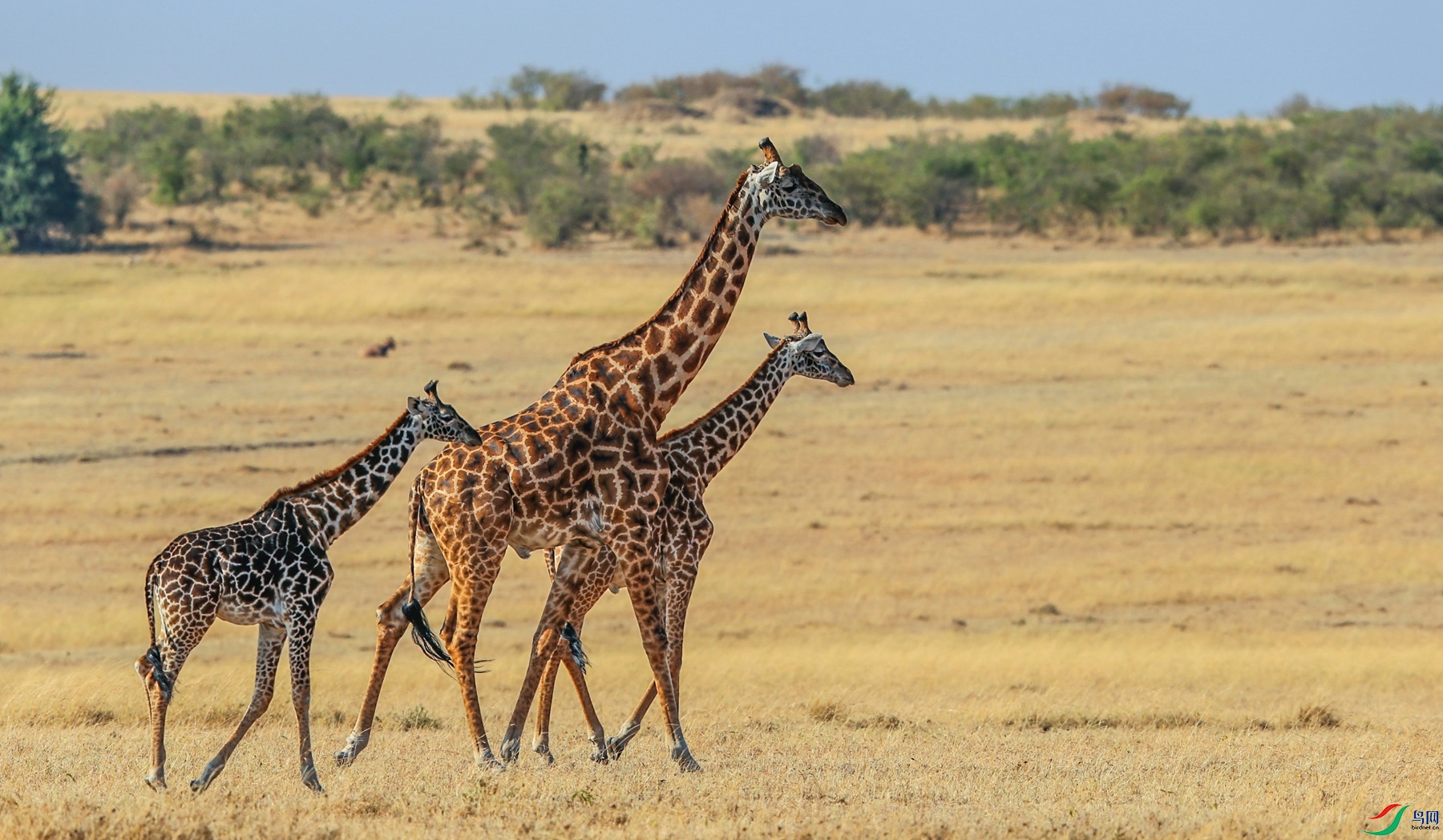 哺乳长颈鹿一大俩小贺荣获首页精华