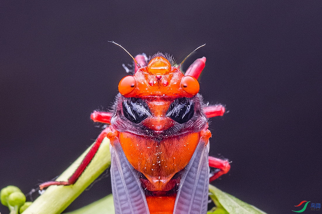 红蝉特写【贺获首页精华】