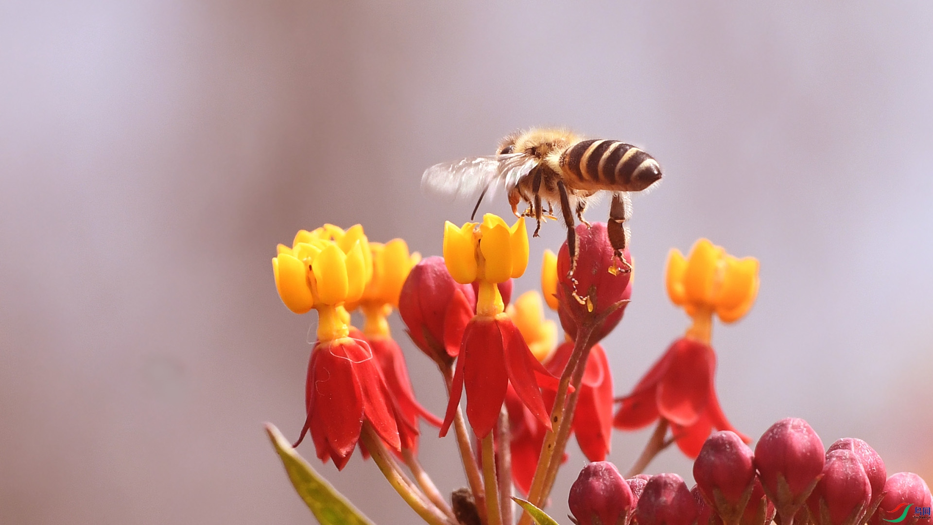 蜜蜂与小花