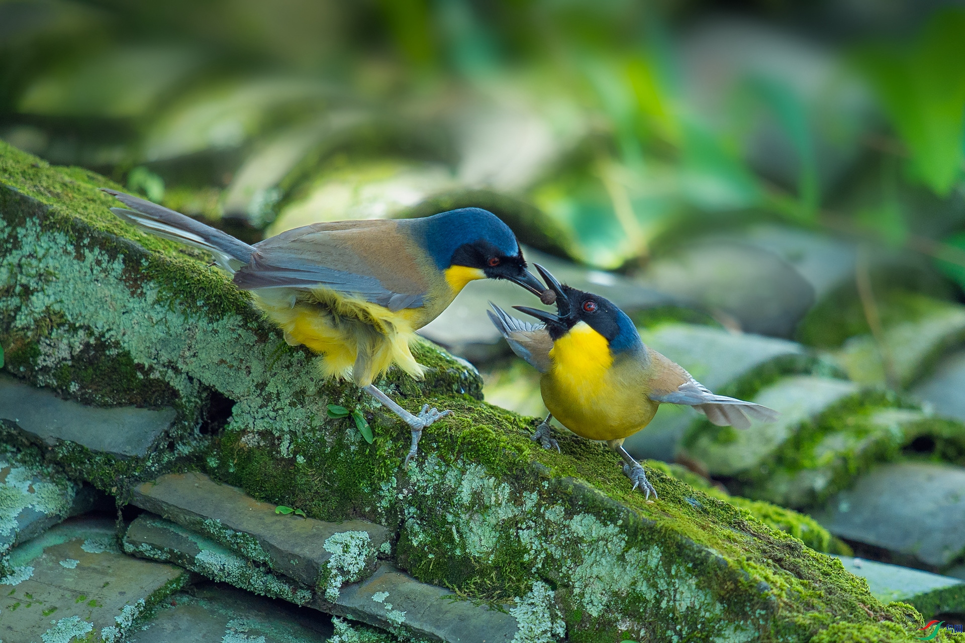 秀恩爱靛冠噪鹛