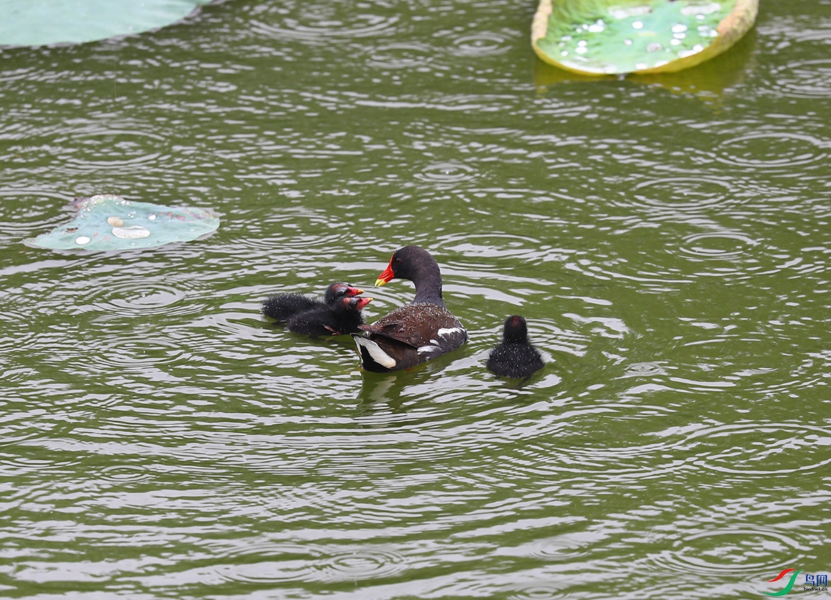 ������ҰȤ�� 1.jpg