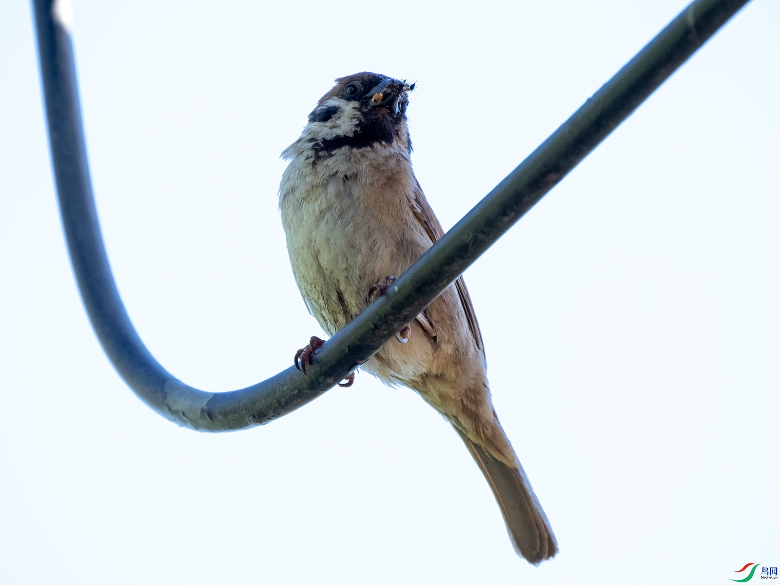 �����е���ȸ