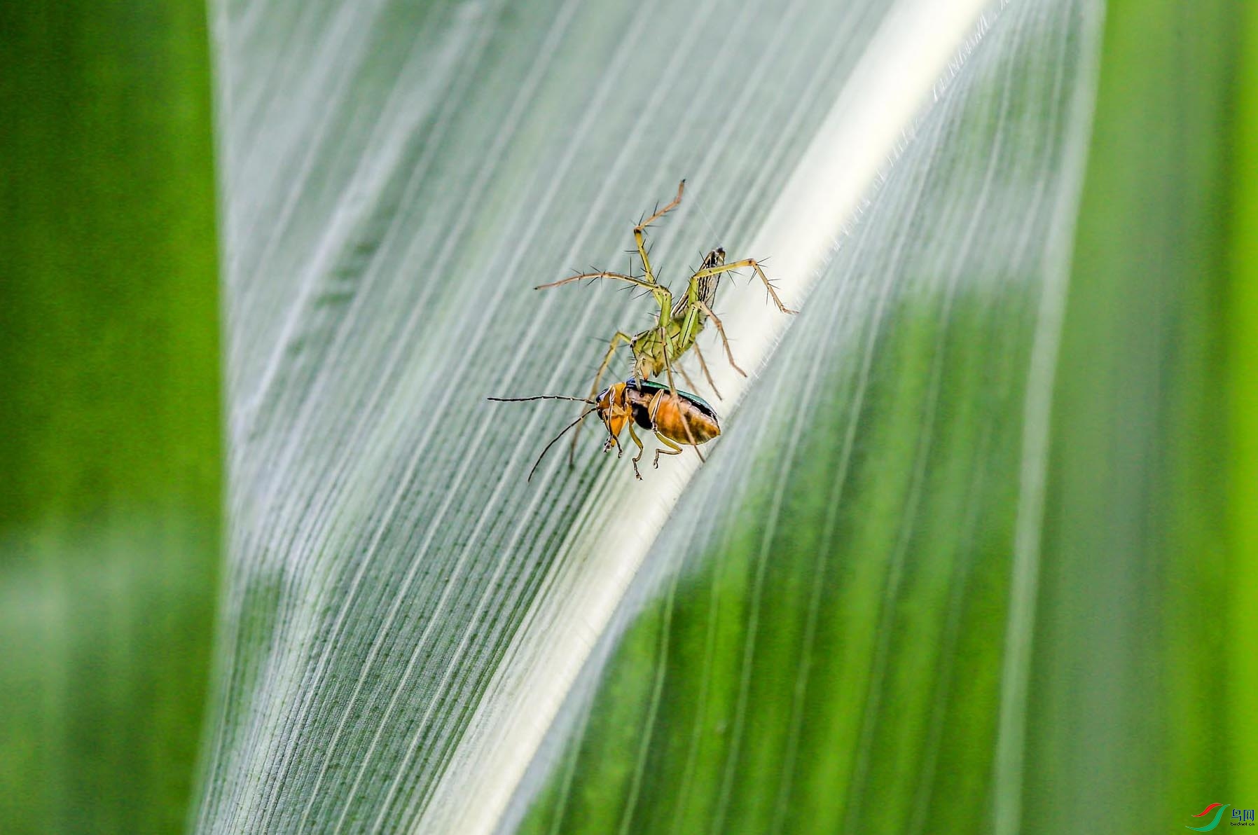 ������è��Ĳ���