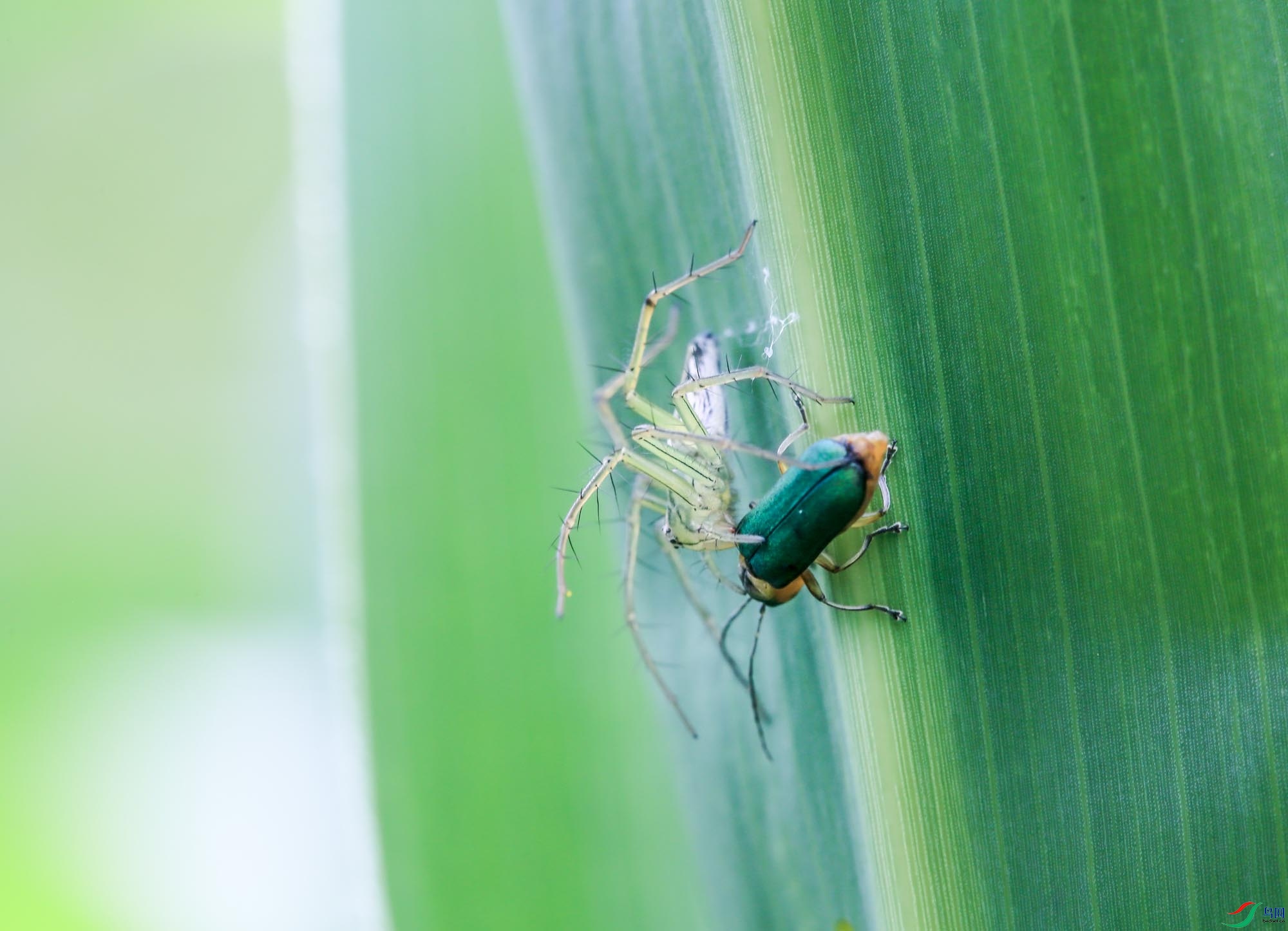 ������è��Ĳ���