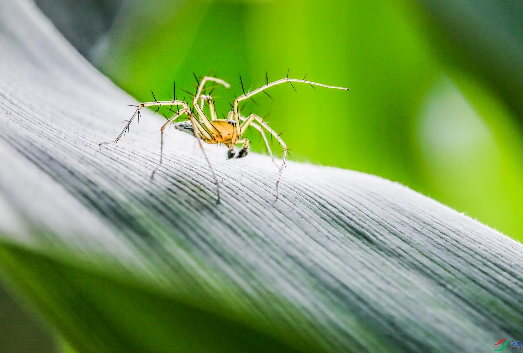 拉蒂松猫蛛的捕猎