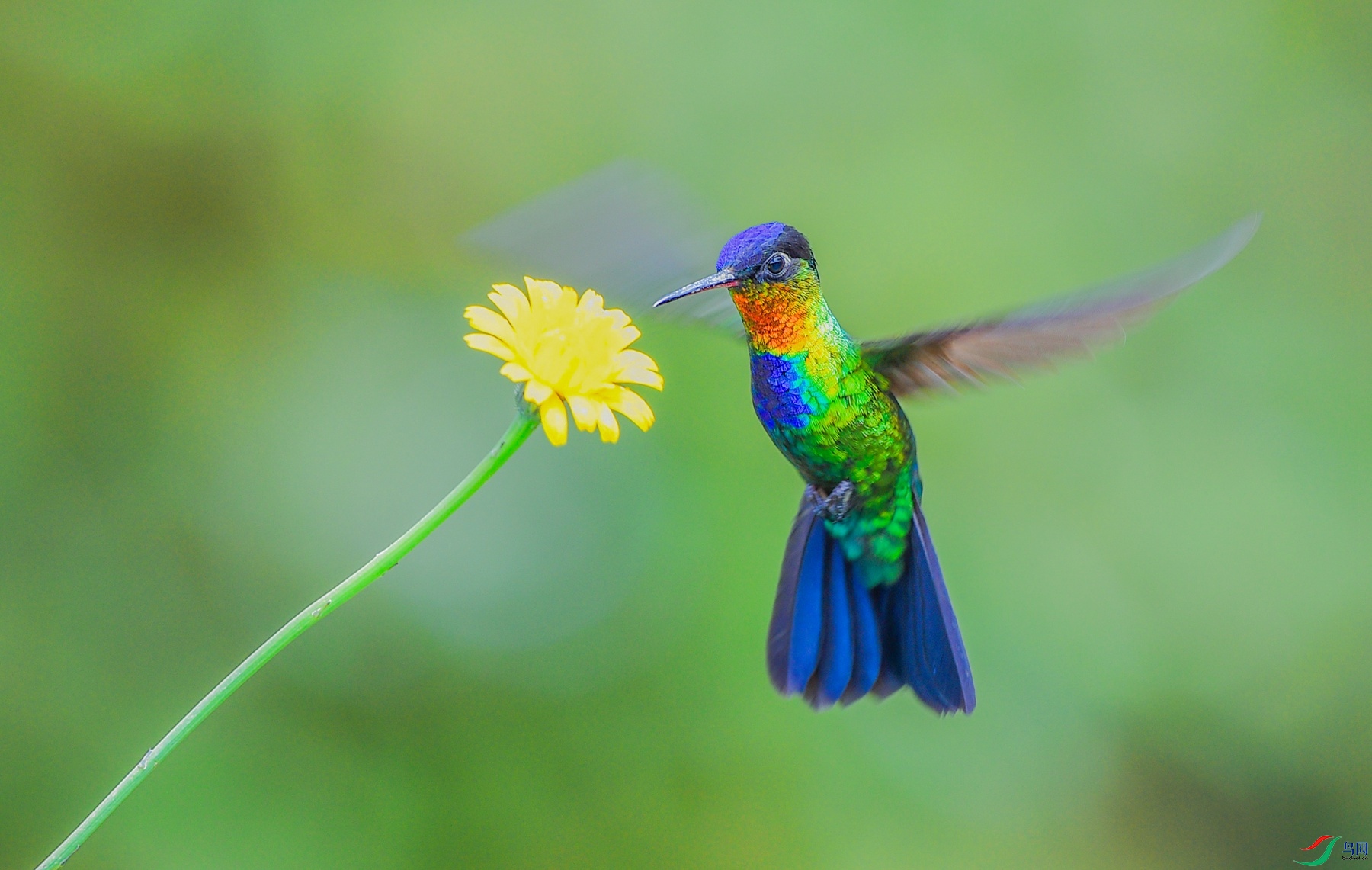 小蜂鸟.新周问好!