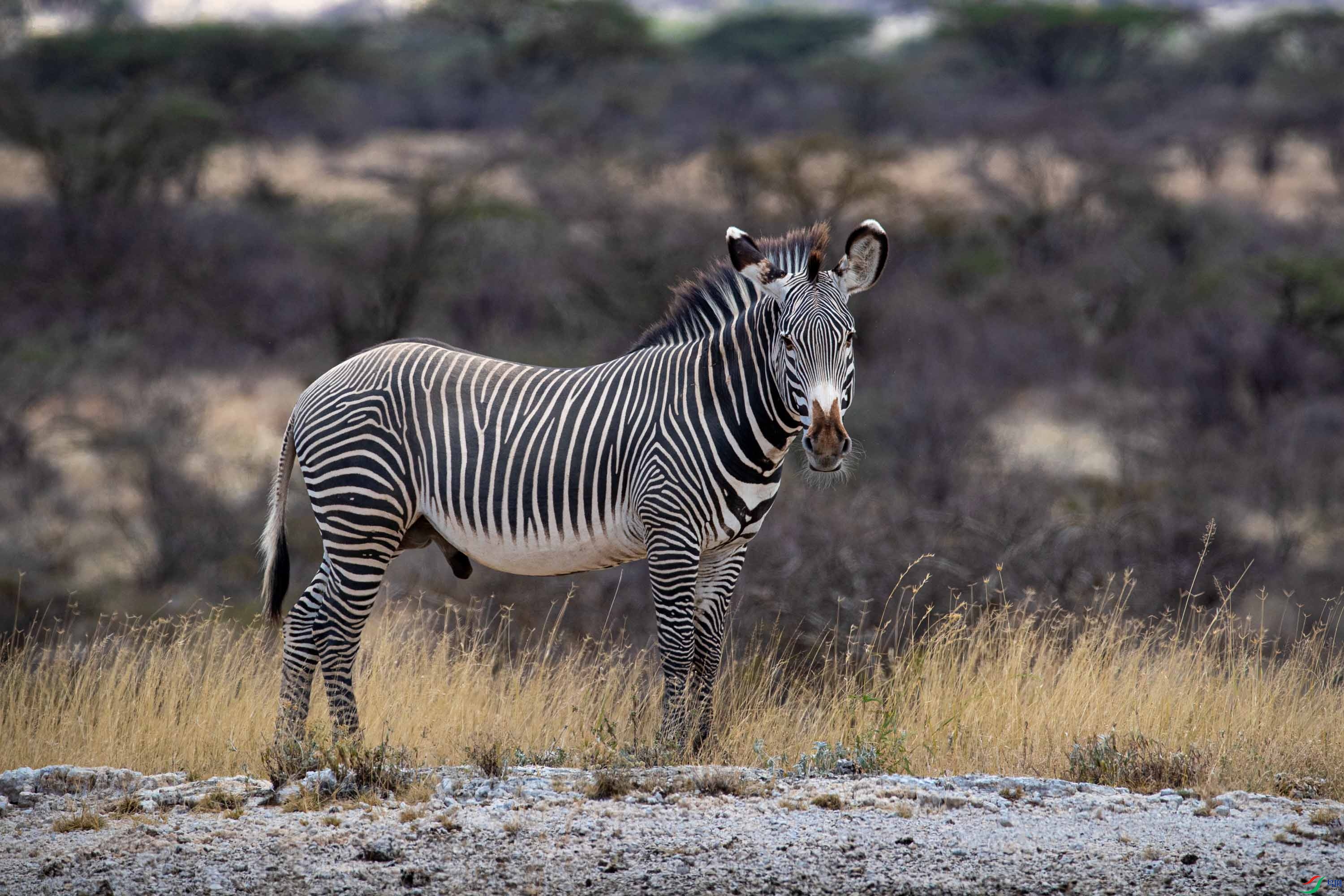 哺乳细纹斑马祝贺荣获野生动物首页精华