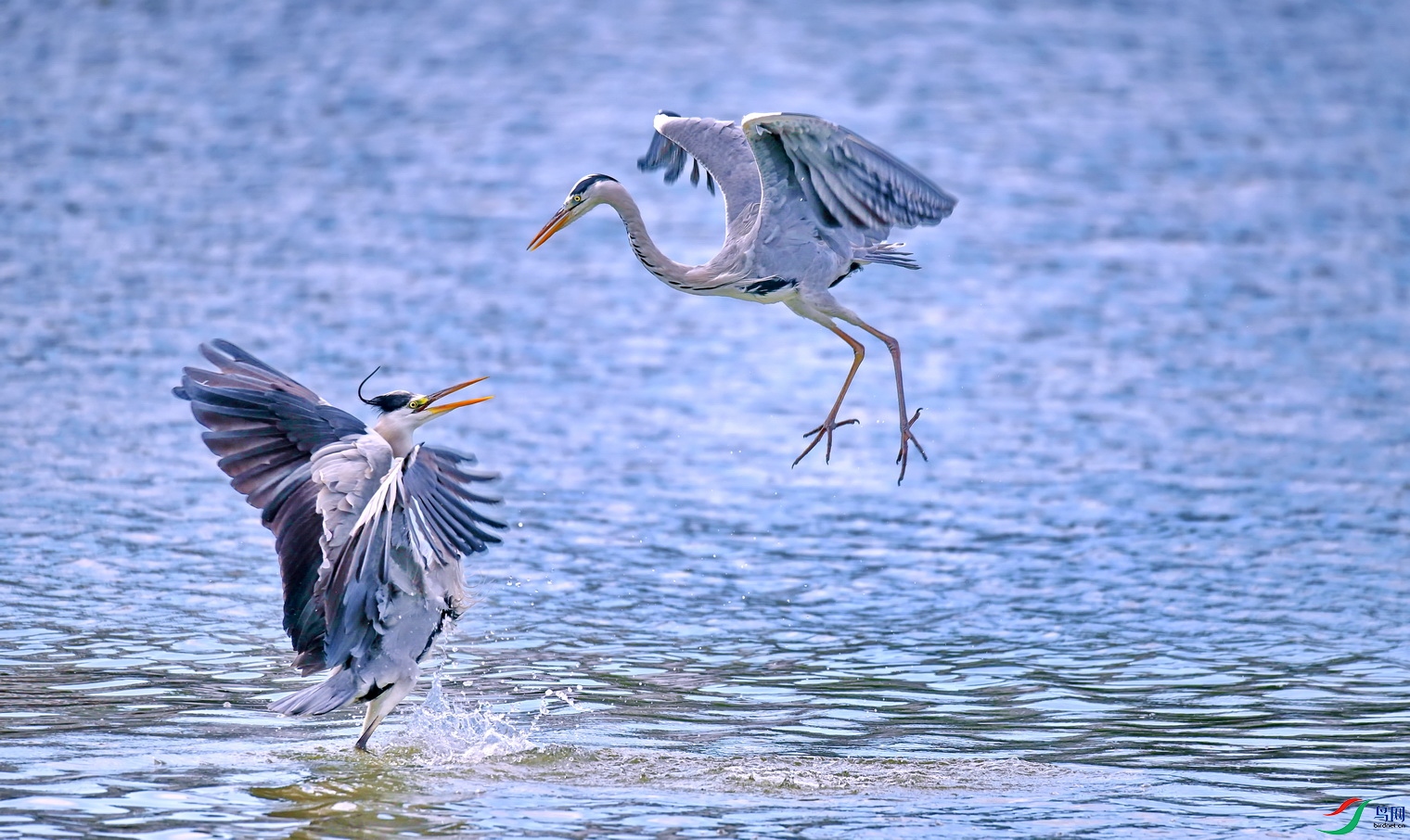 DSC_4477a.jpg