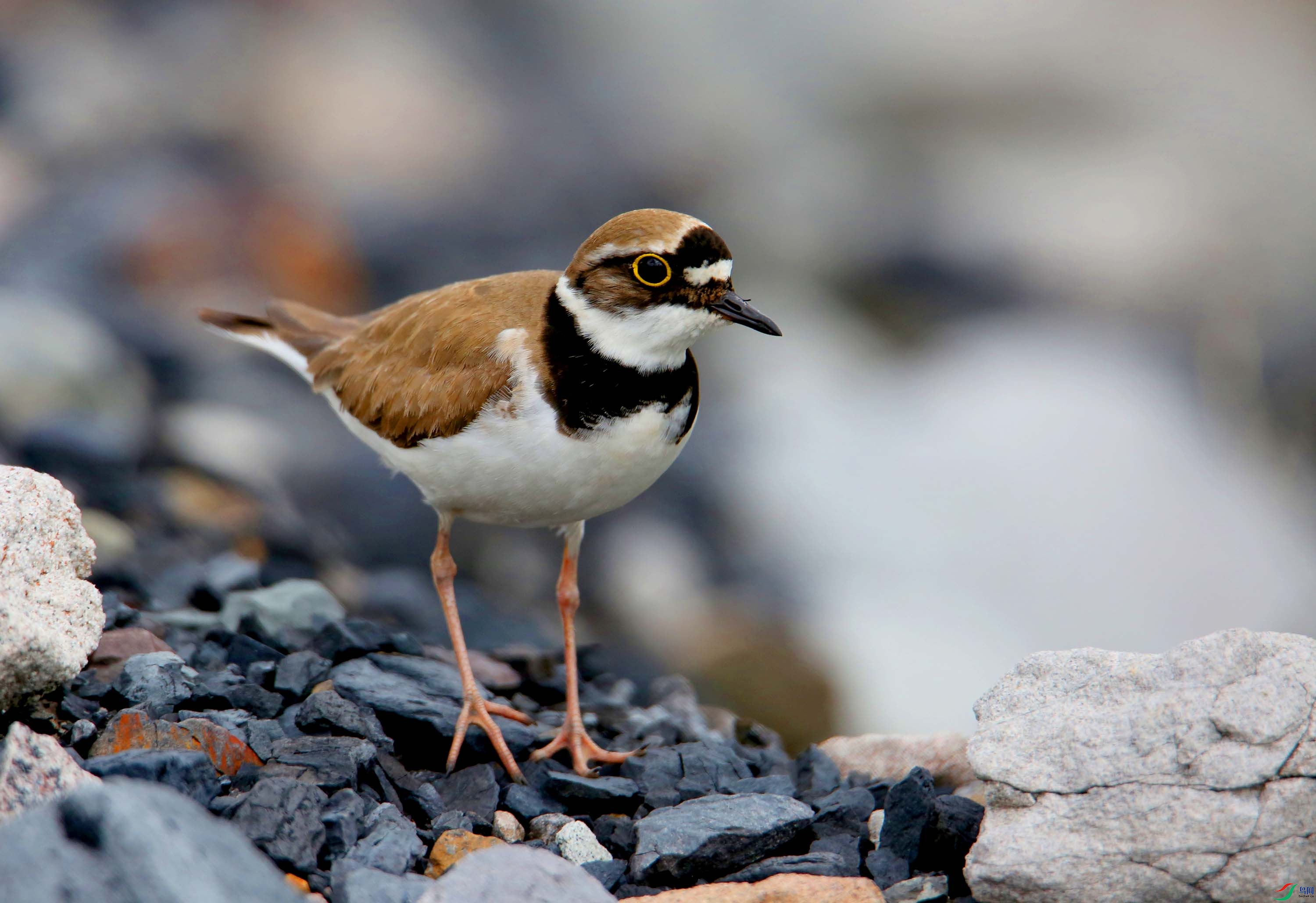 金眶鸻(恭贺老师作品荣获本版佳作)