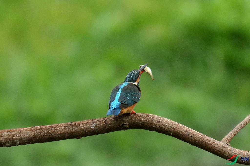 普通翠鳥