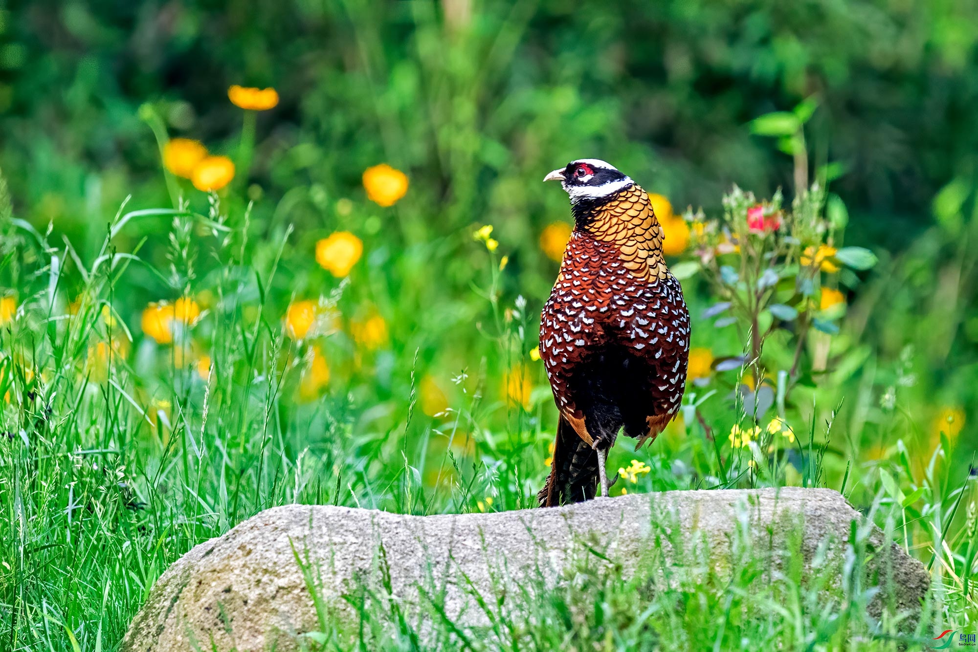 金鸡独立白冠长尾雉