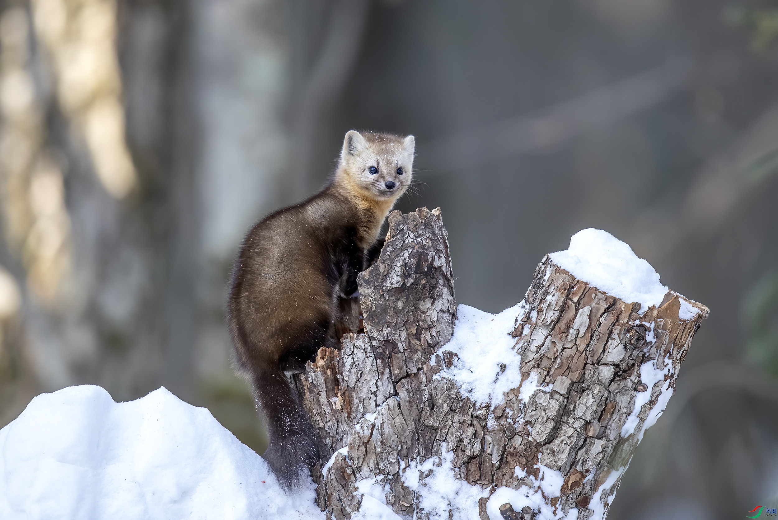 哺乳紫貂祝贺荣获野生动物首页精华