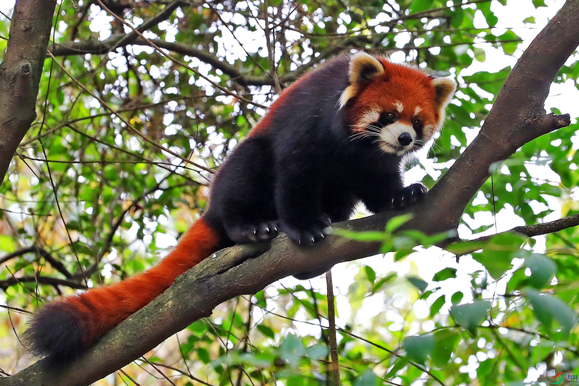 小熊猫祝贺荣获野生动物佳作