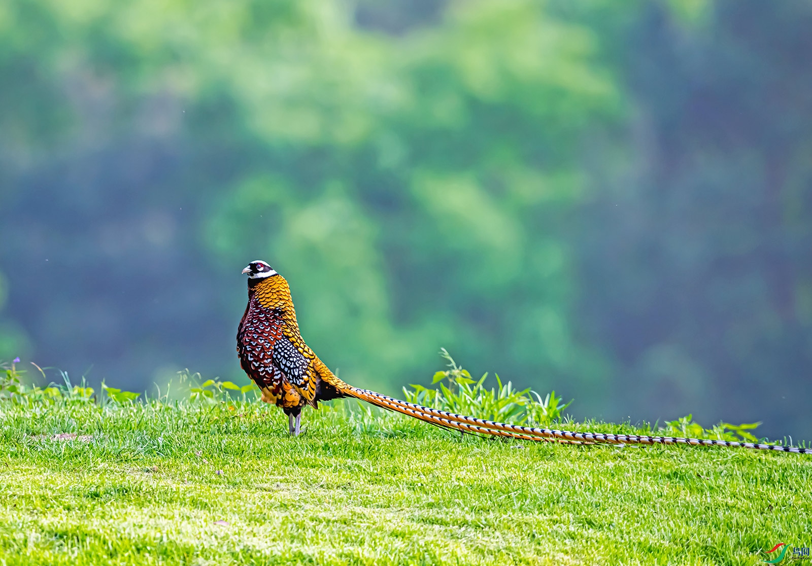 DSC_2200-1.jpg