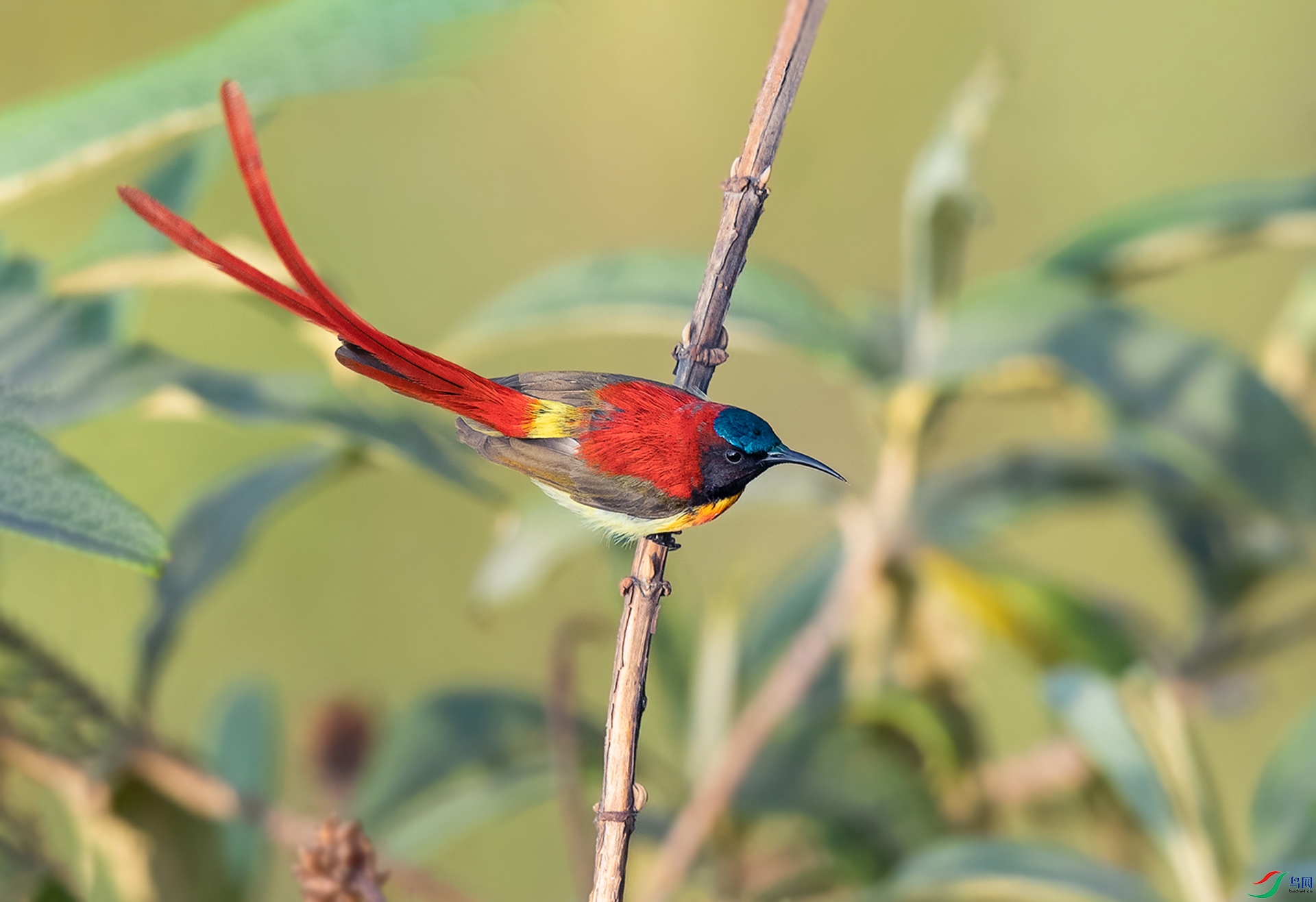 火尾太阳鸟俯拍