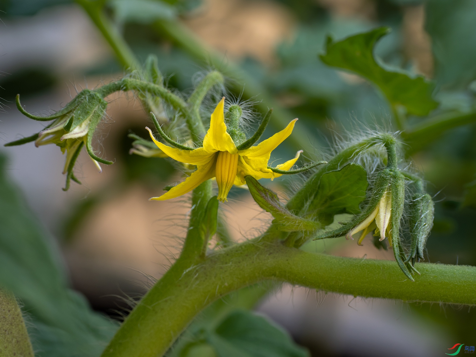 С��������