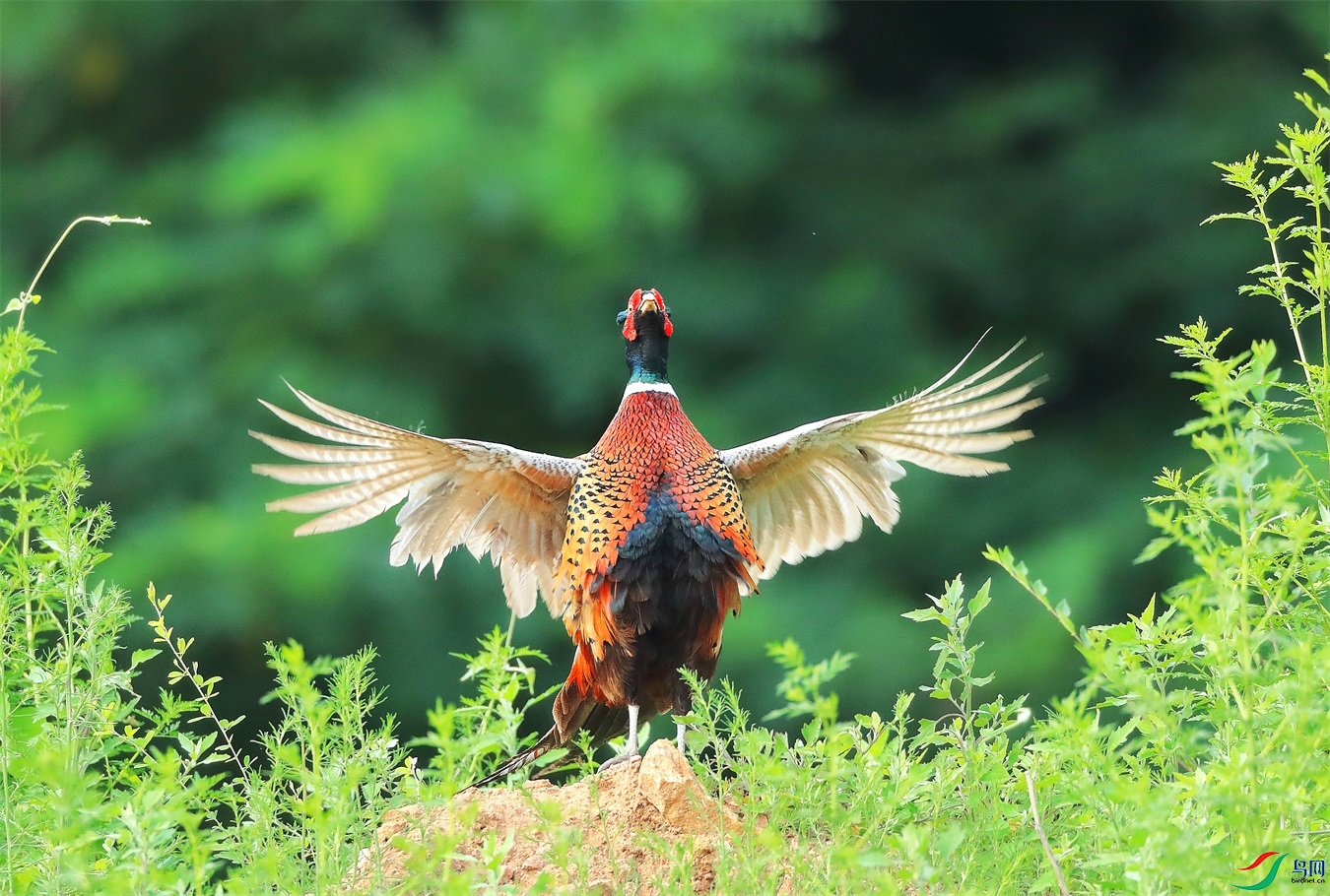 999 - ����.JPG