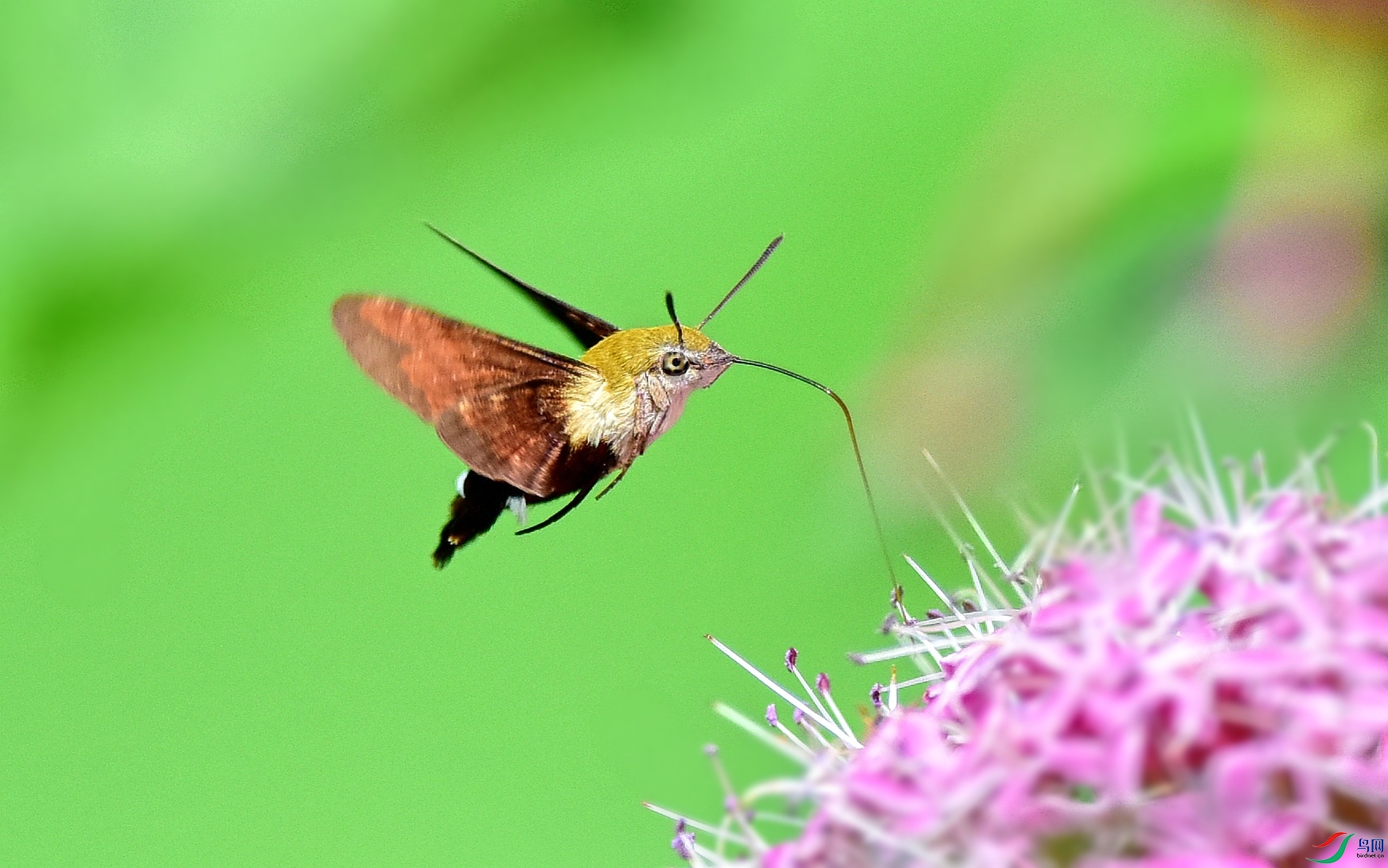 DSC_5124_conew3.jpg