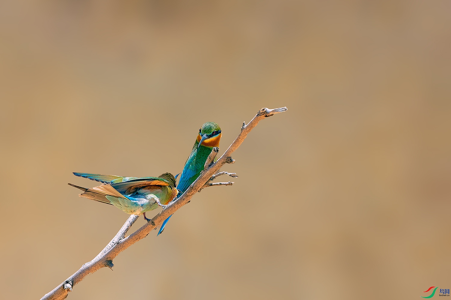 DSC_9517-2.jpg