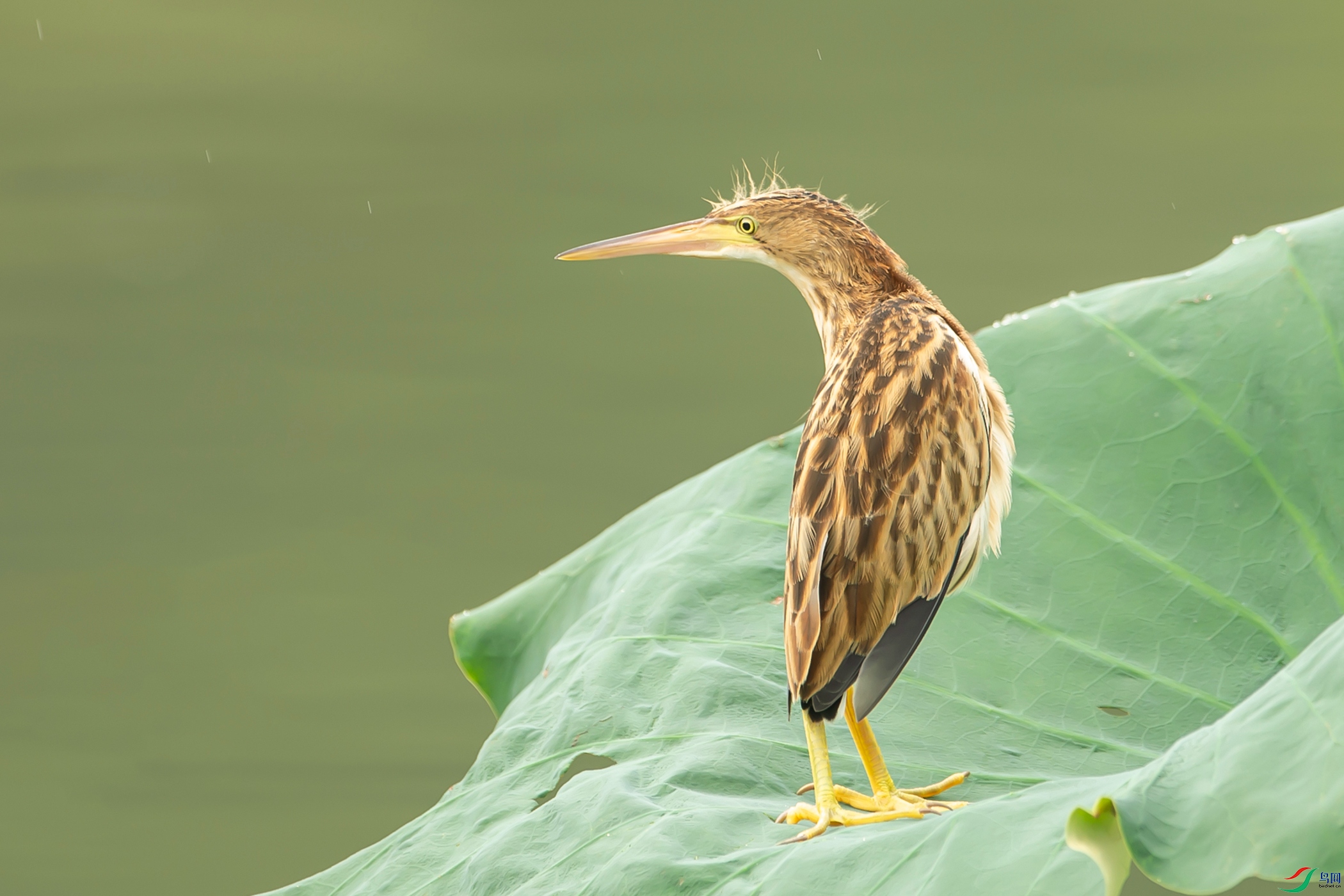 DSC_1708-1.jpg
