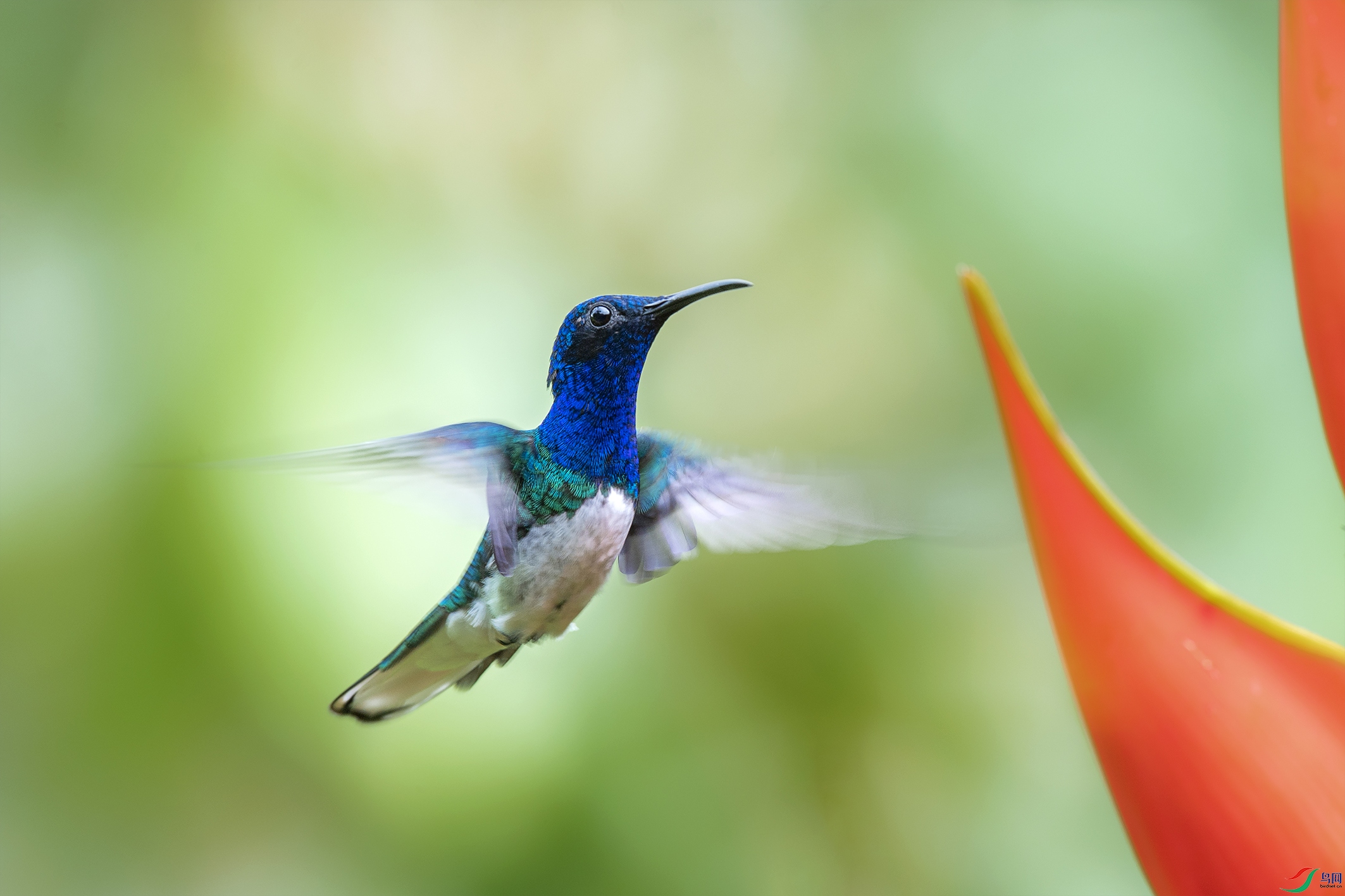 白颈蜂鸟祝贺佳作荣获首页精华
