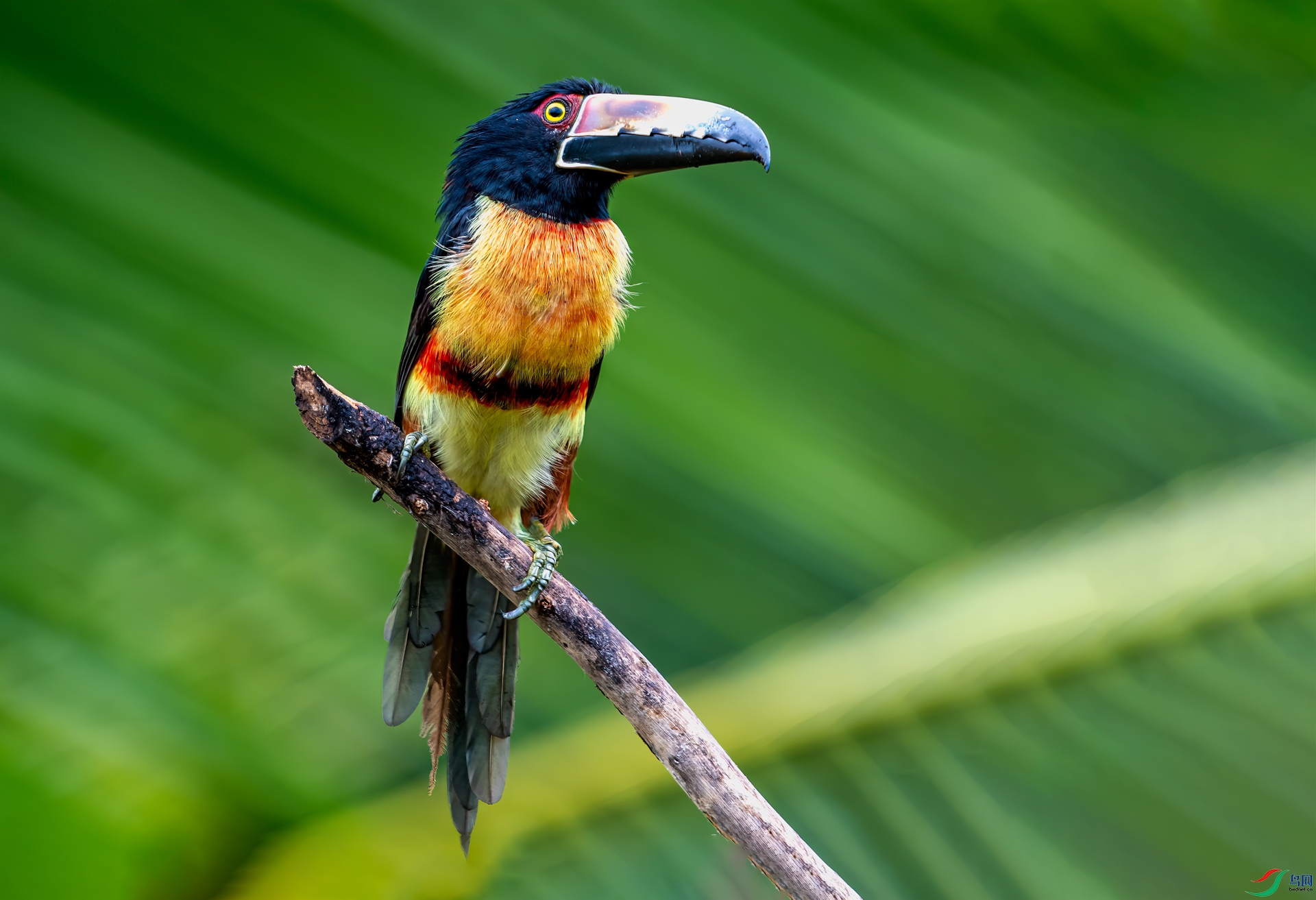 [国外] 领簇舌巨嘴鸟--- (祝贺老师作品荣获vip综合精华 )