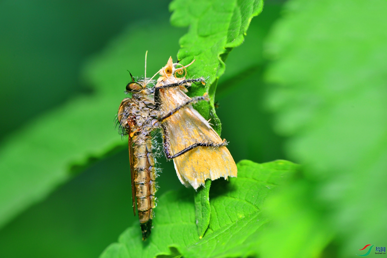 DSC_6857 ����.jpg