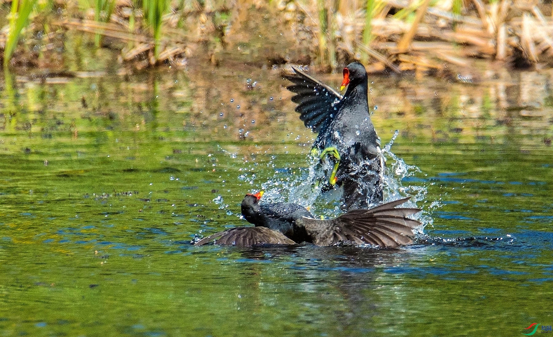 ��Ƕ��� (2).jpg