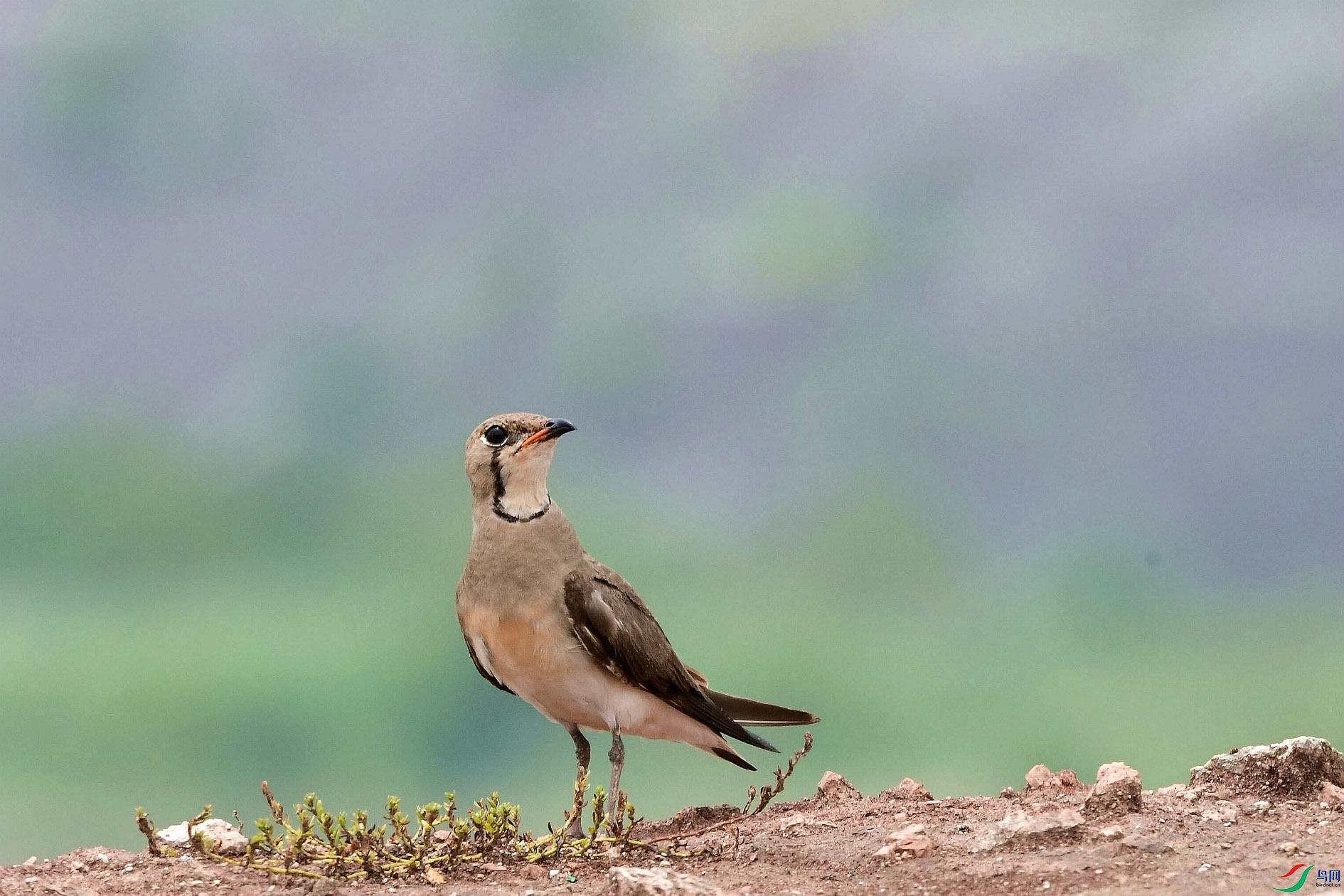 DSC_6325_����.jpg