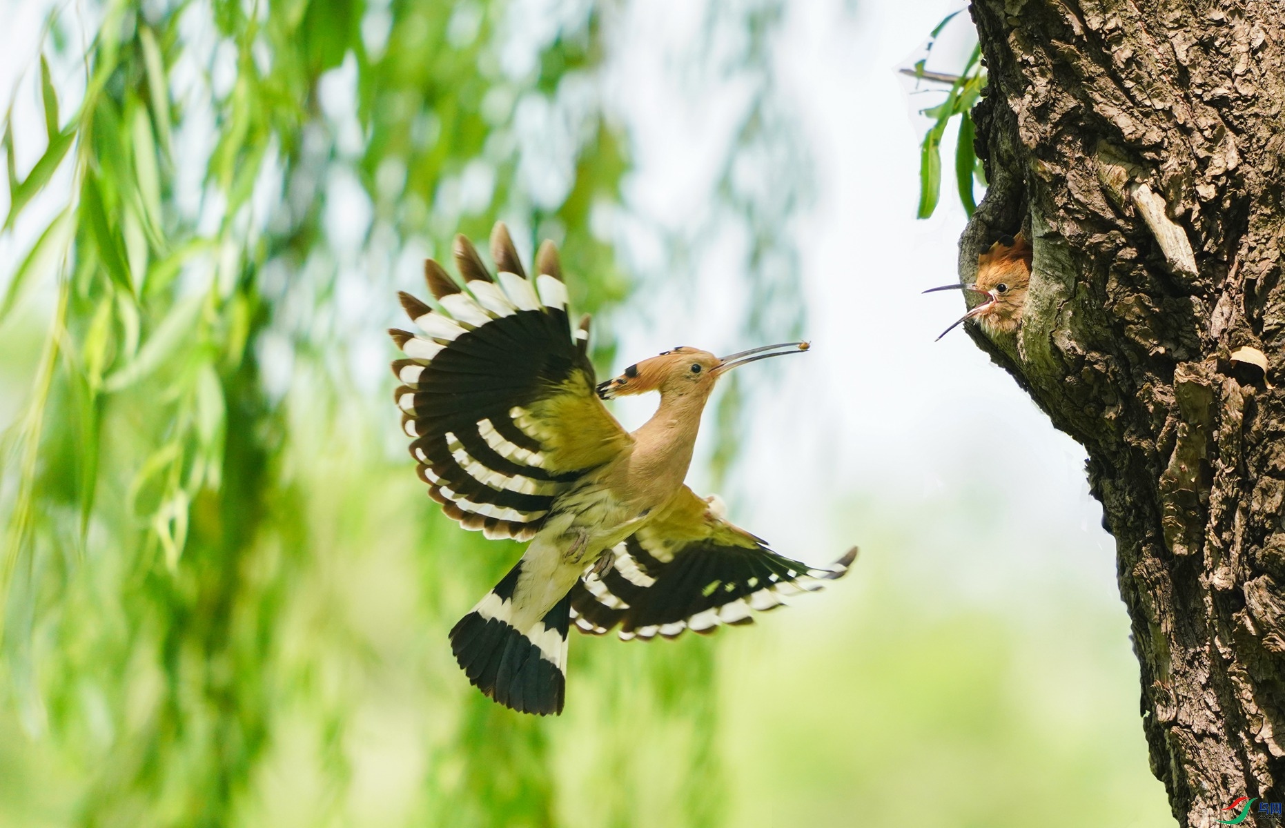 1 DSC01699��_����.jpg