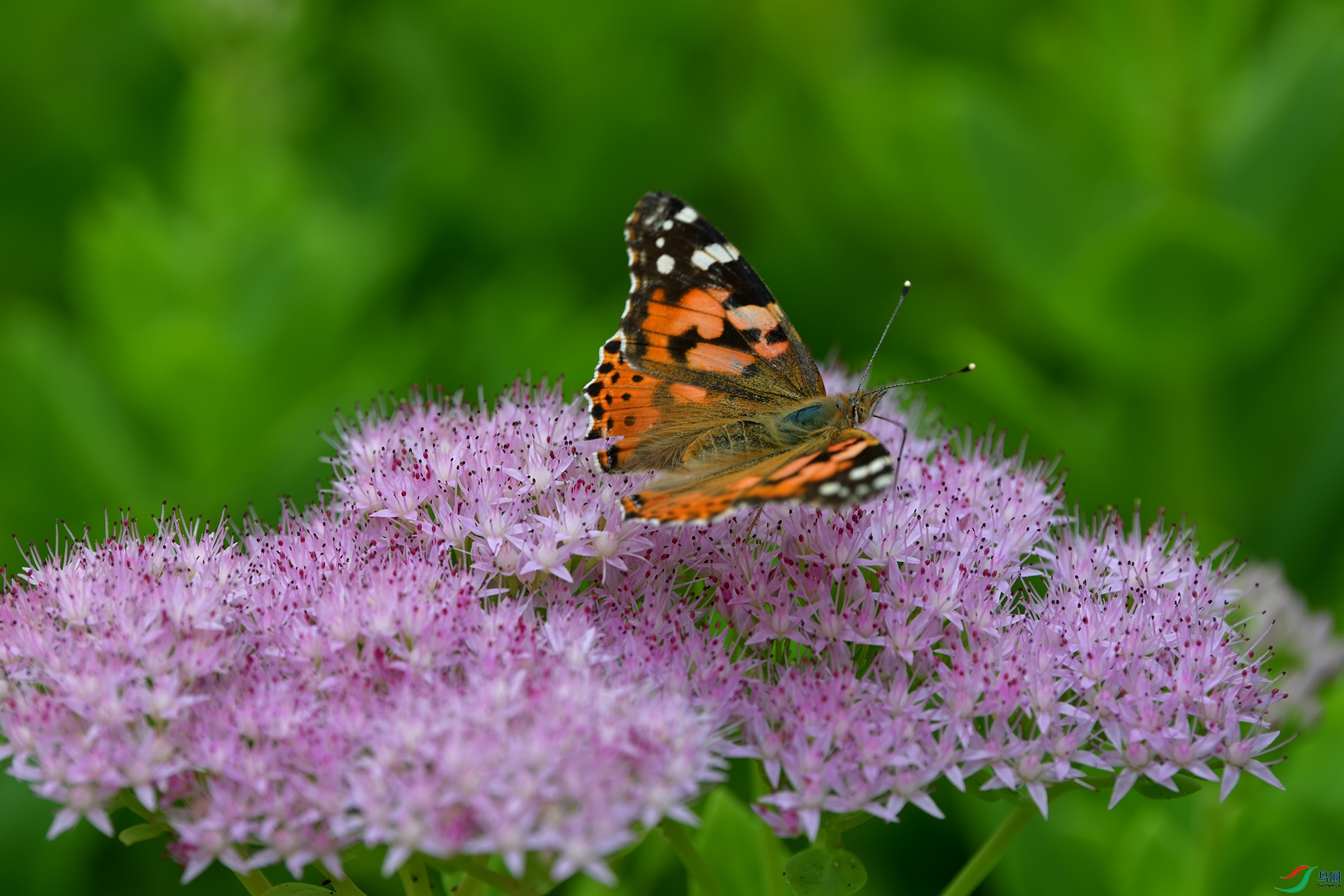 DSC_5953.jpg