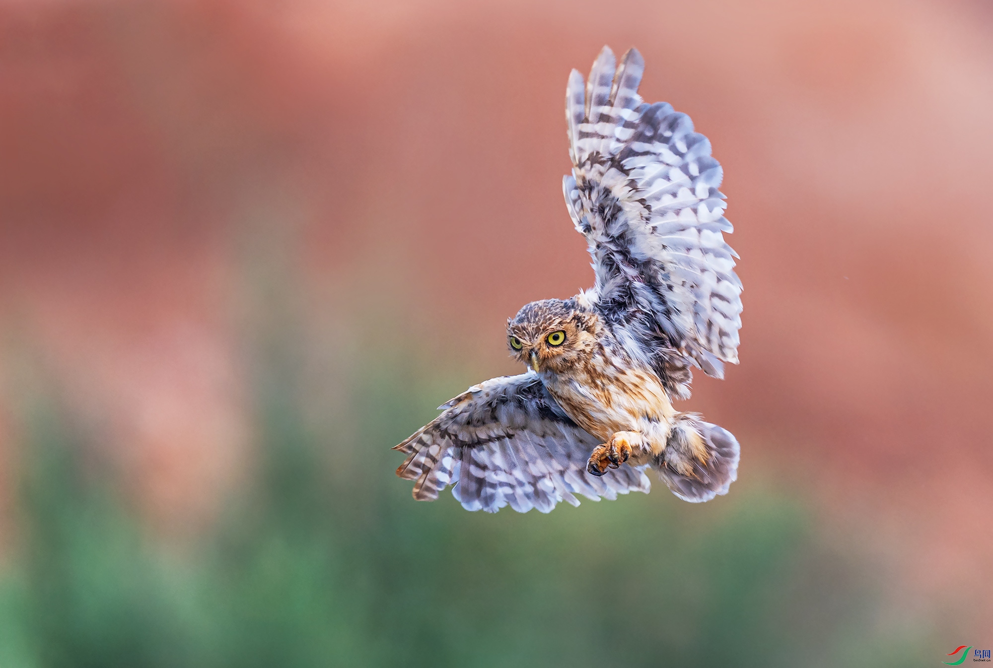 ���Ƹ�С�^