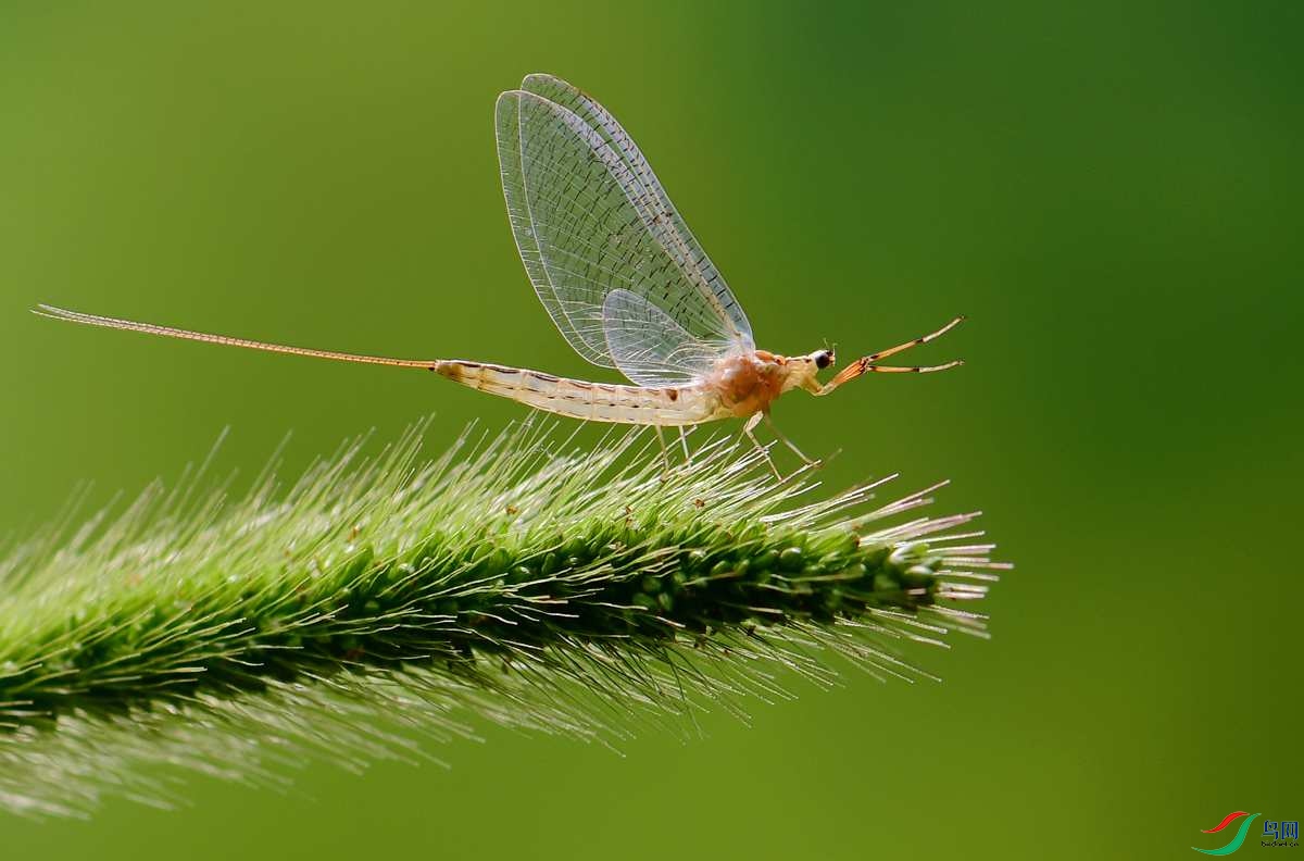 大蜉蝣贺获首页精华