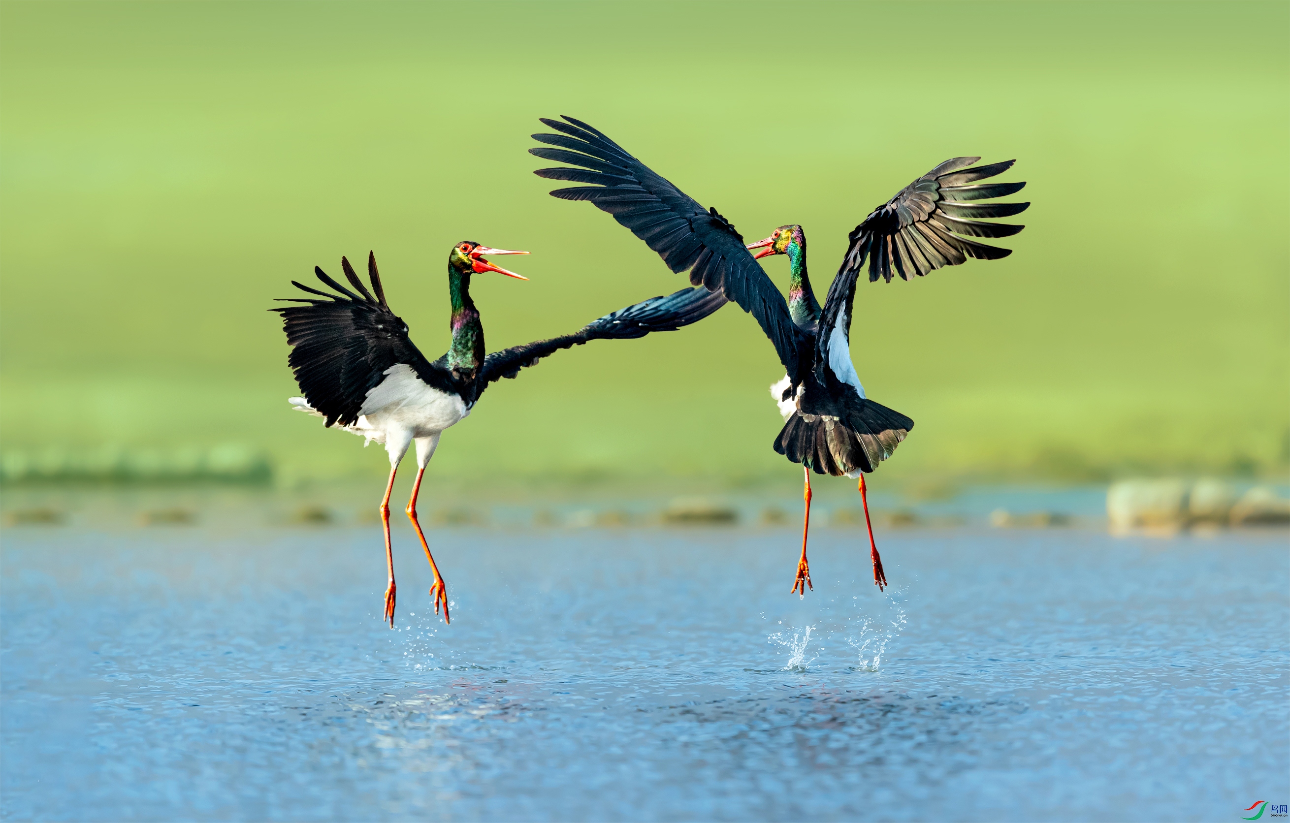 水鸟黑鹳恭贺老师作品荣获每日佳作