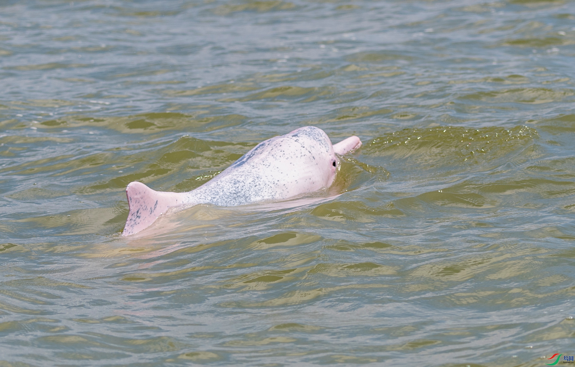 中华白海豚