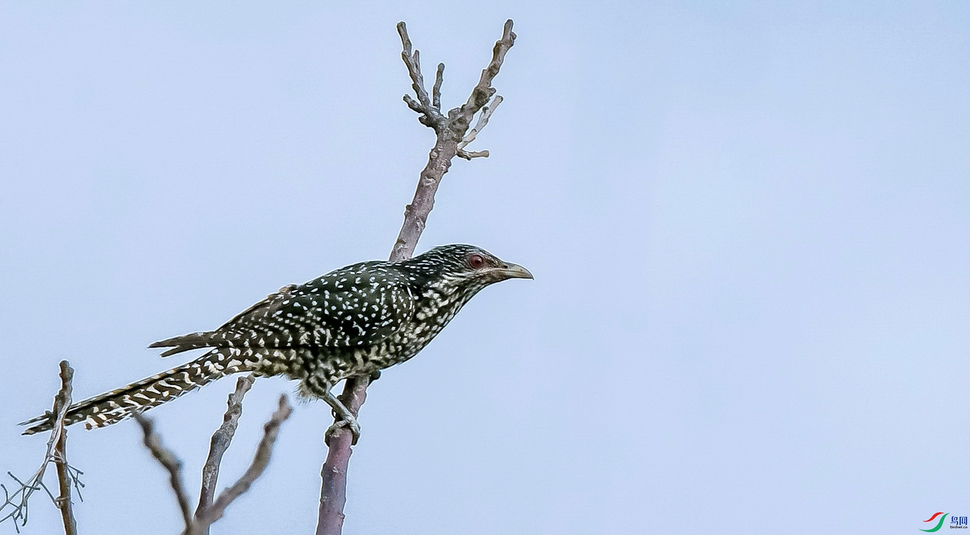 DSC_4660a.jpg