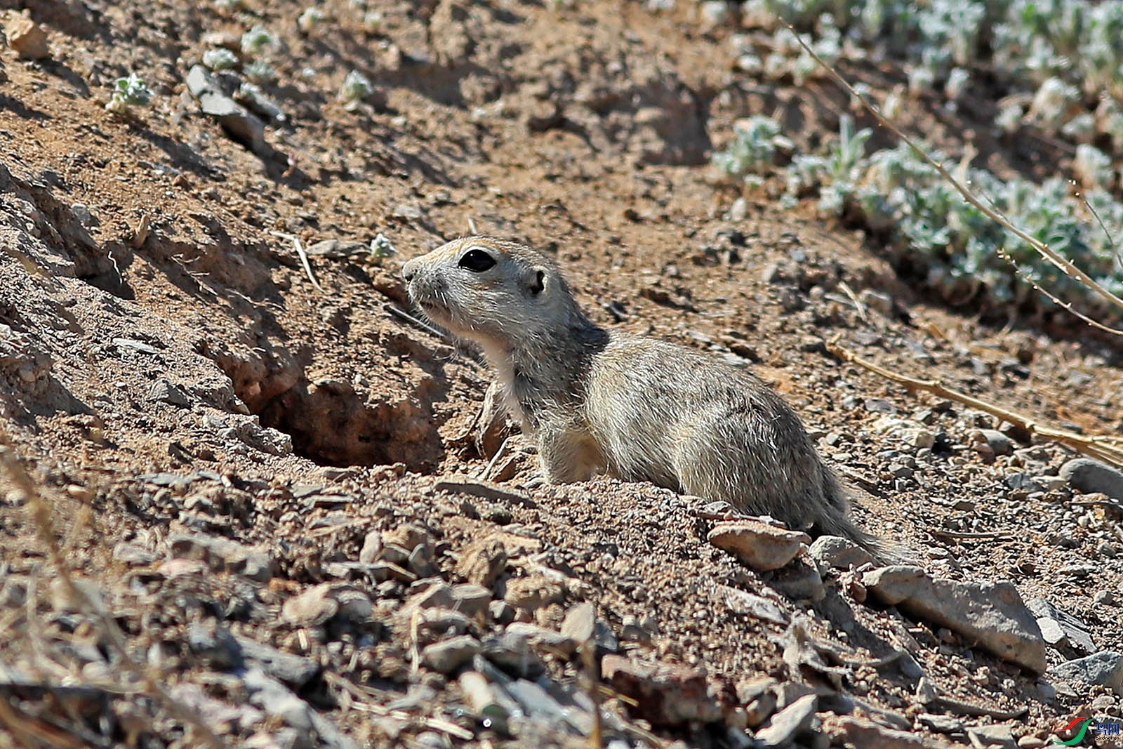 天山黄鼠 001-1.jpg