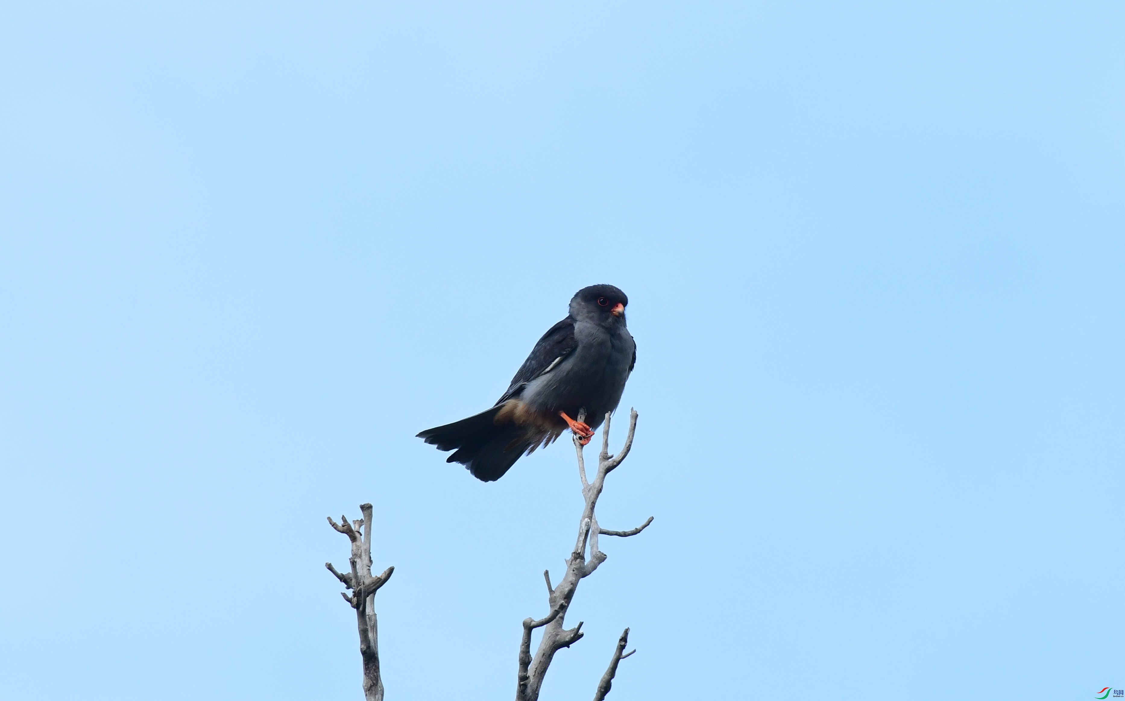 DSC_3571_����.jpg