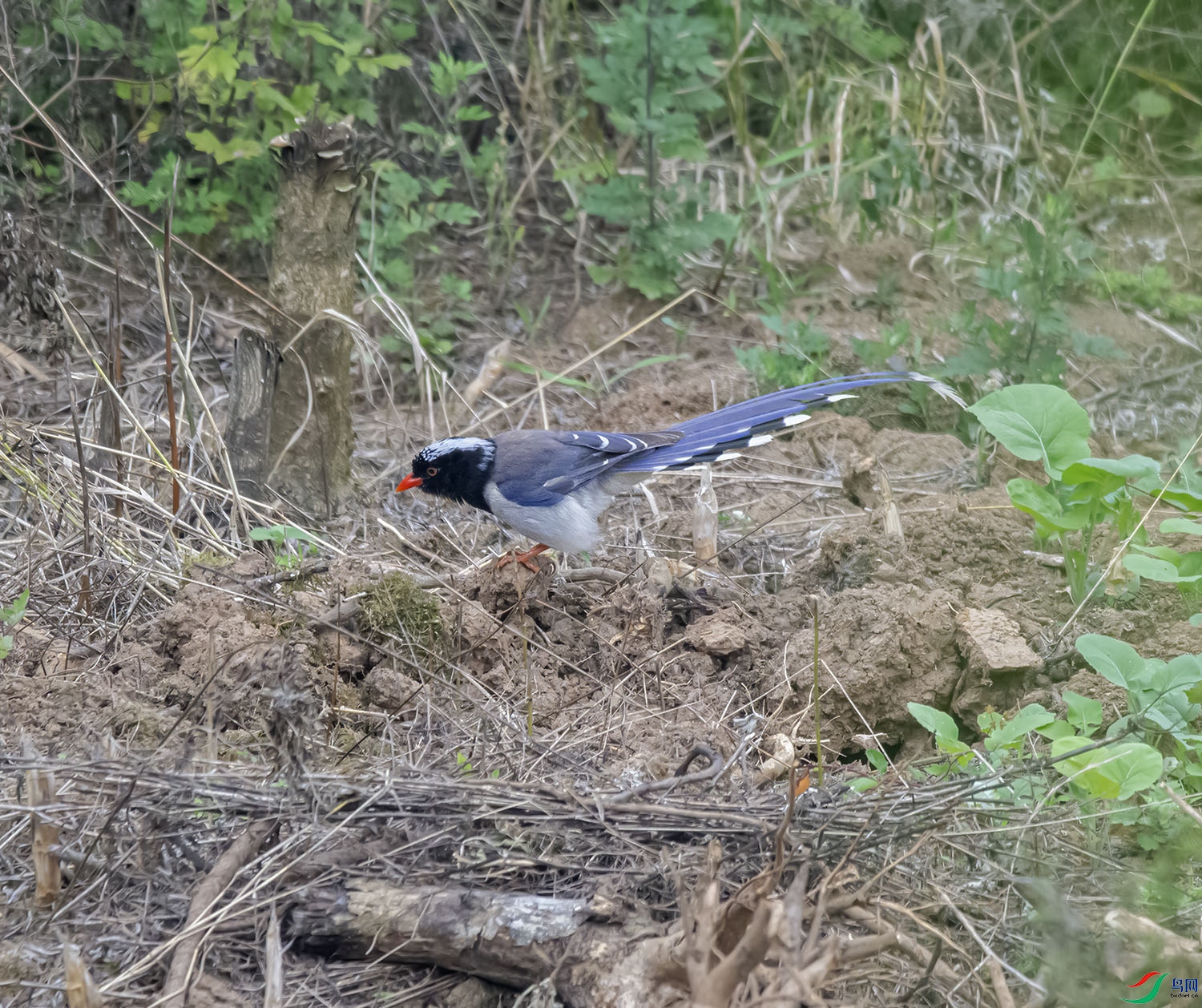 DSC_5682.jpg