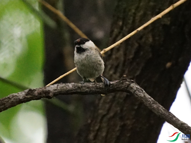 DSC02270_��ͷɽȸ2.jpg